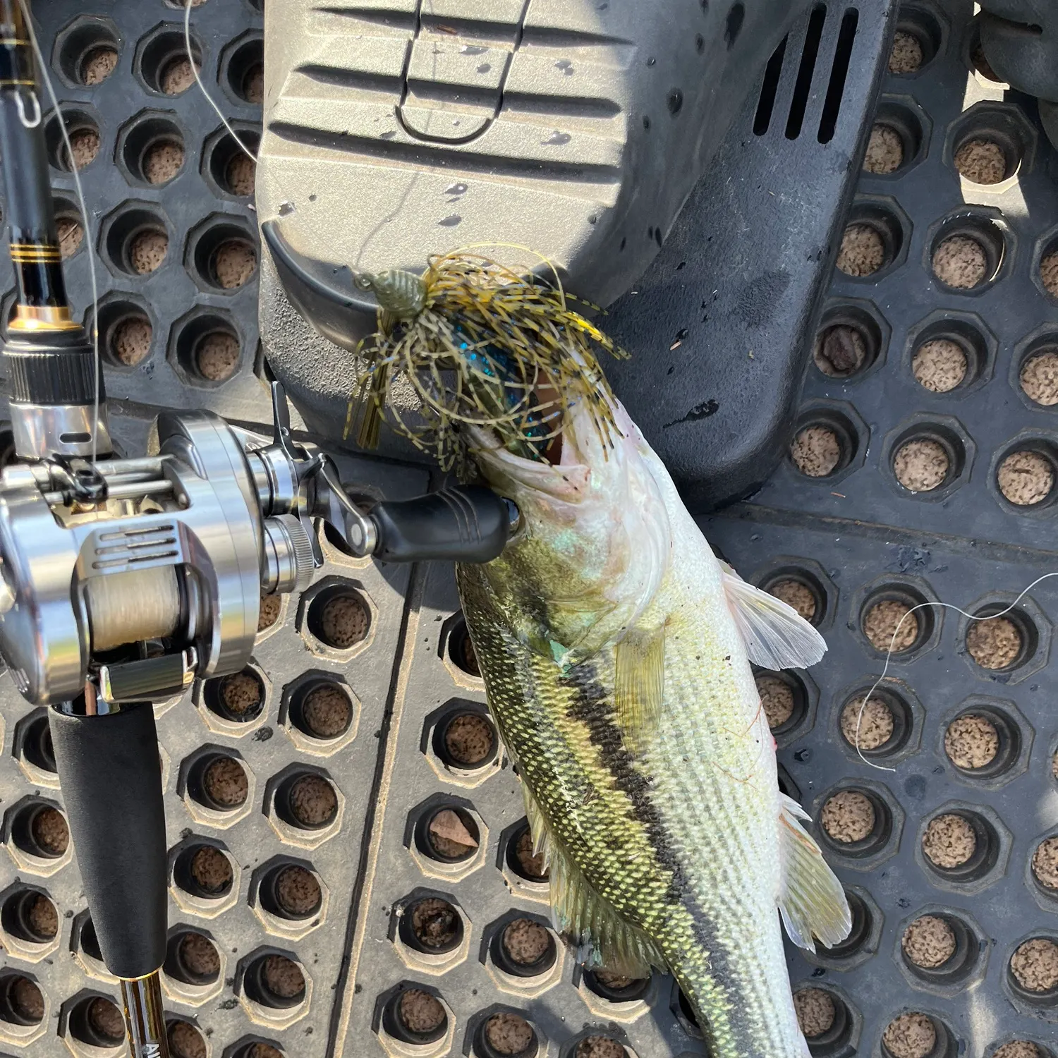 Spotted bass caught on Fishbrain