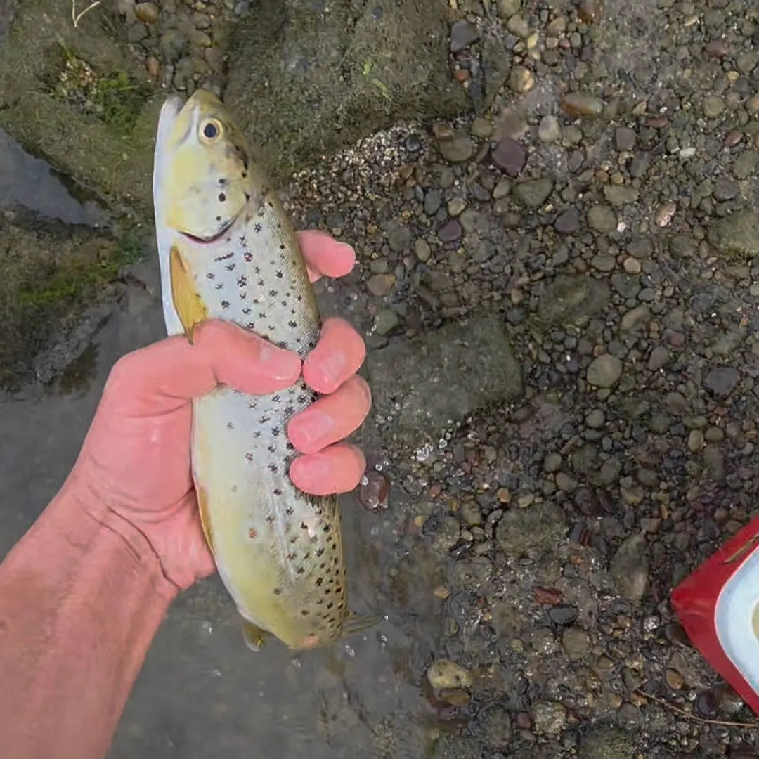 Brown trout caught on Fishbrain
