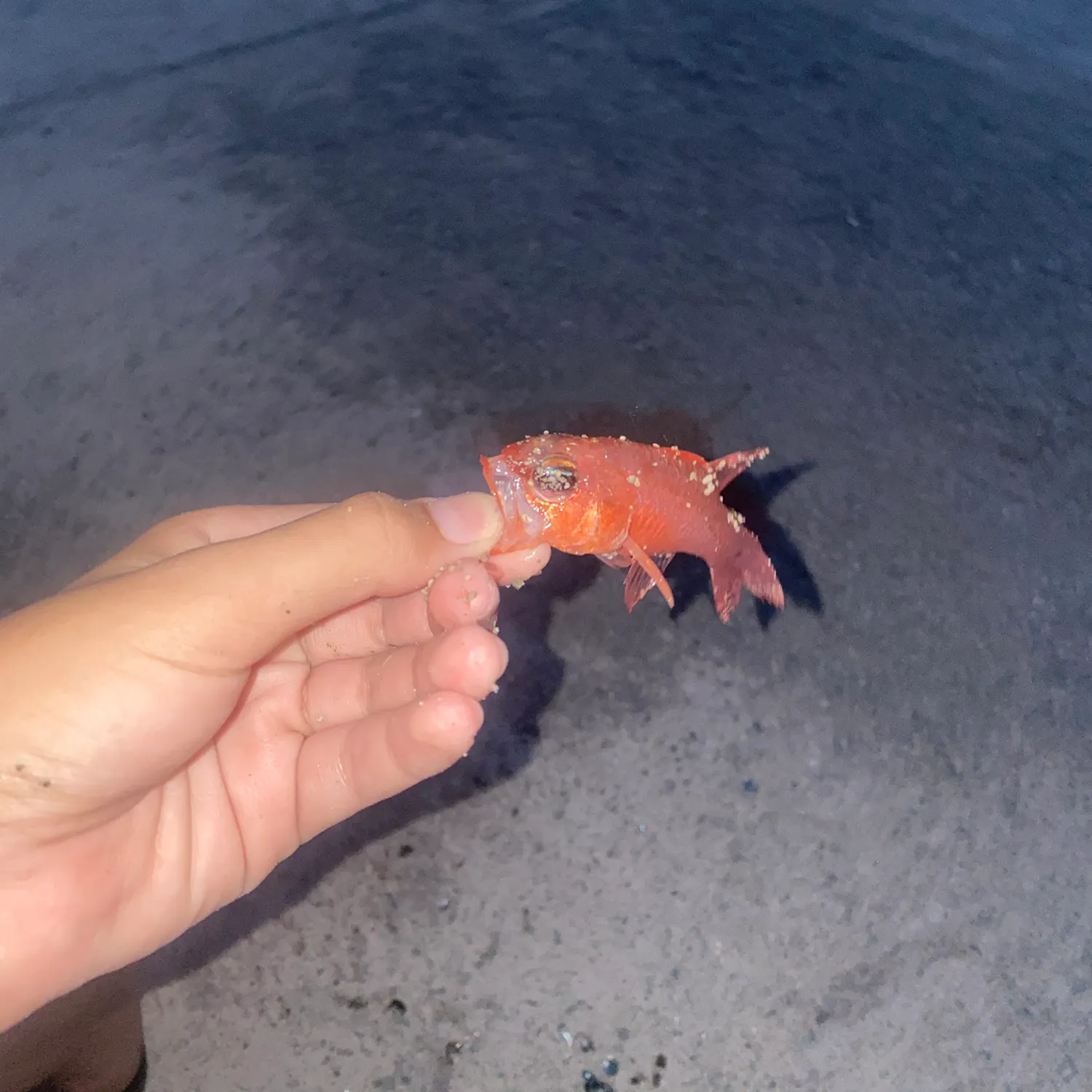 The most recent Pacific ocean perch catches on Fishbrain