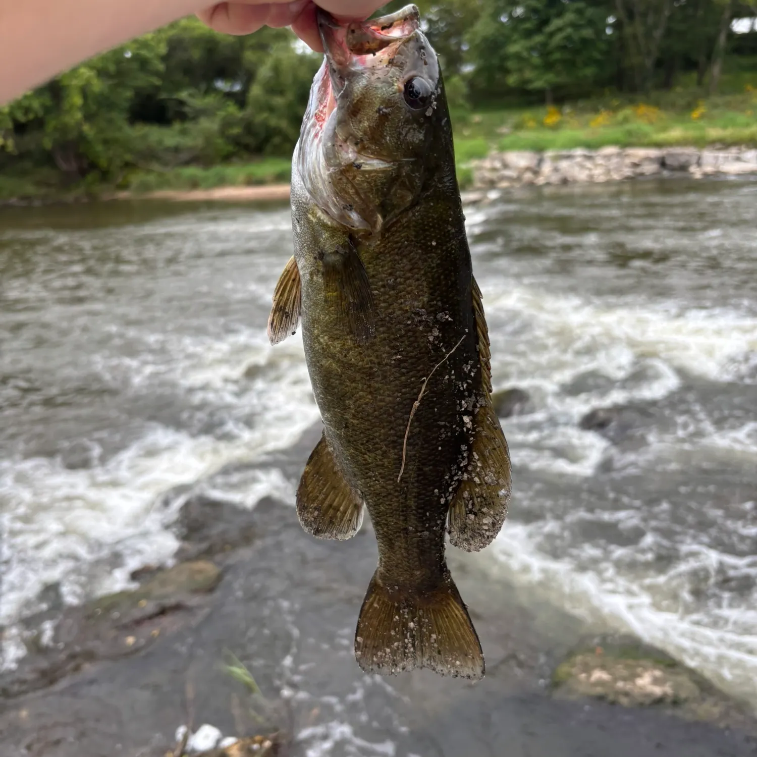 Smallmouth bass caught on Fishbrain