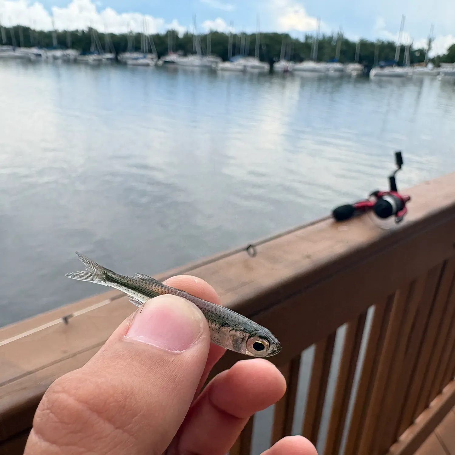 The most recent Hardhead silverside catches on Fishbrain