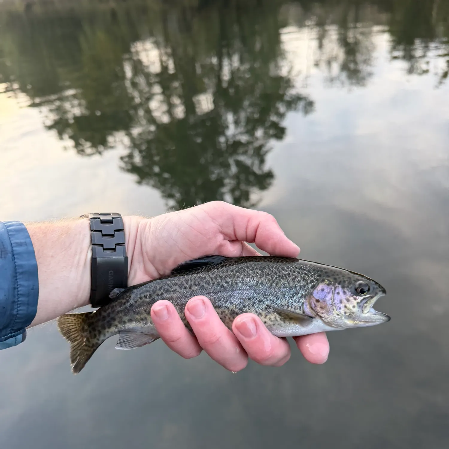 Rainbow trout caught on Fishbrain