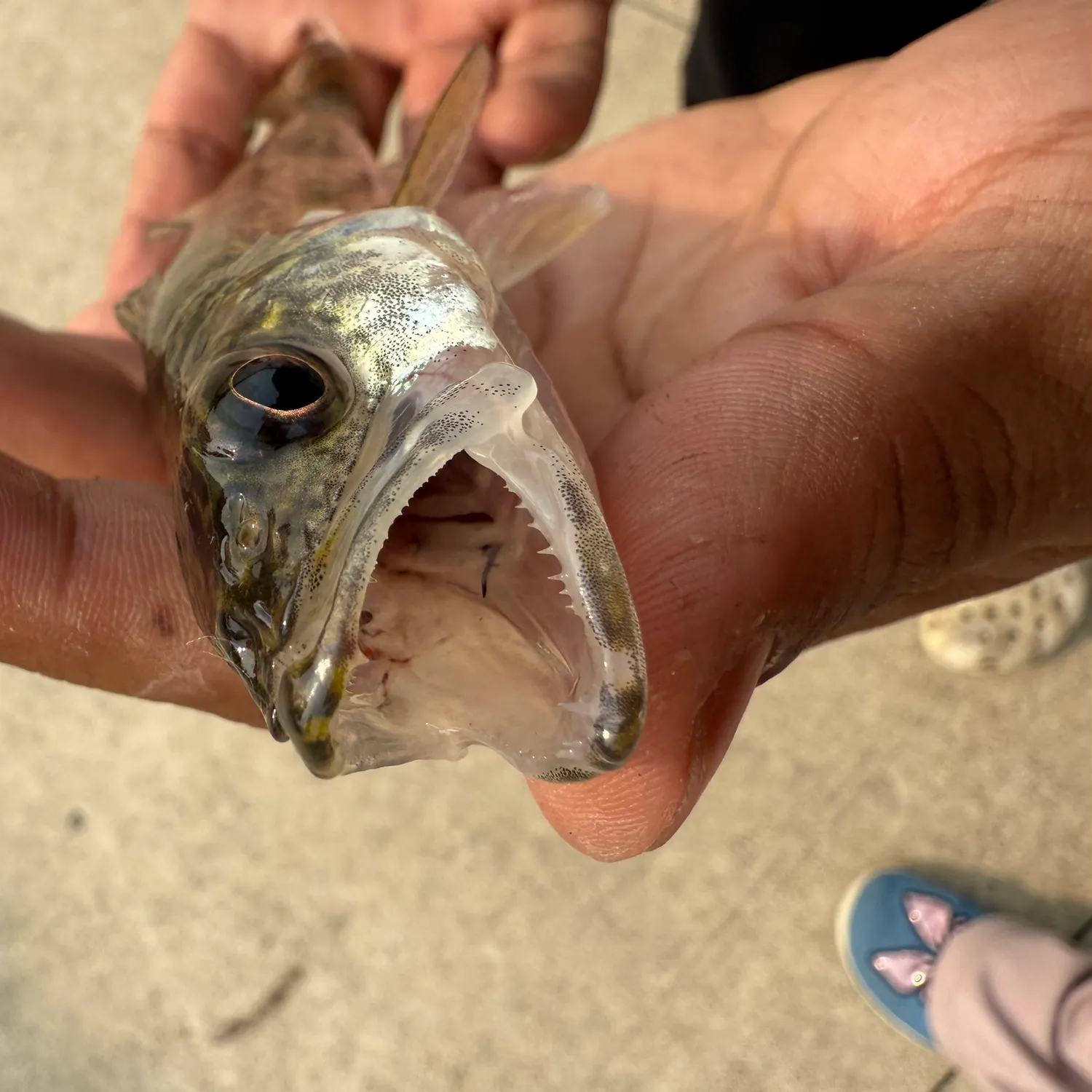 catch