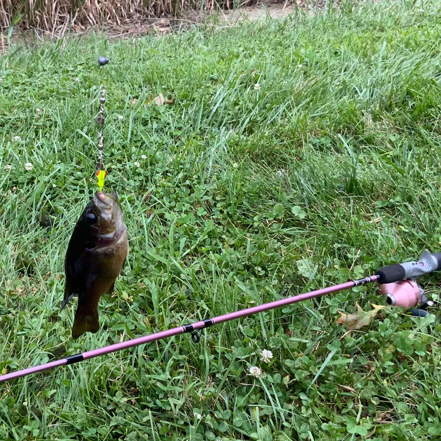 angler catch