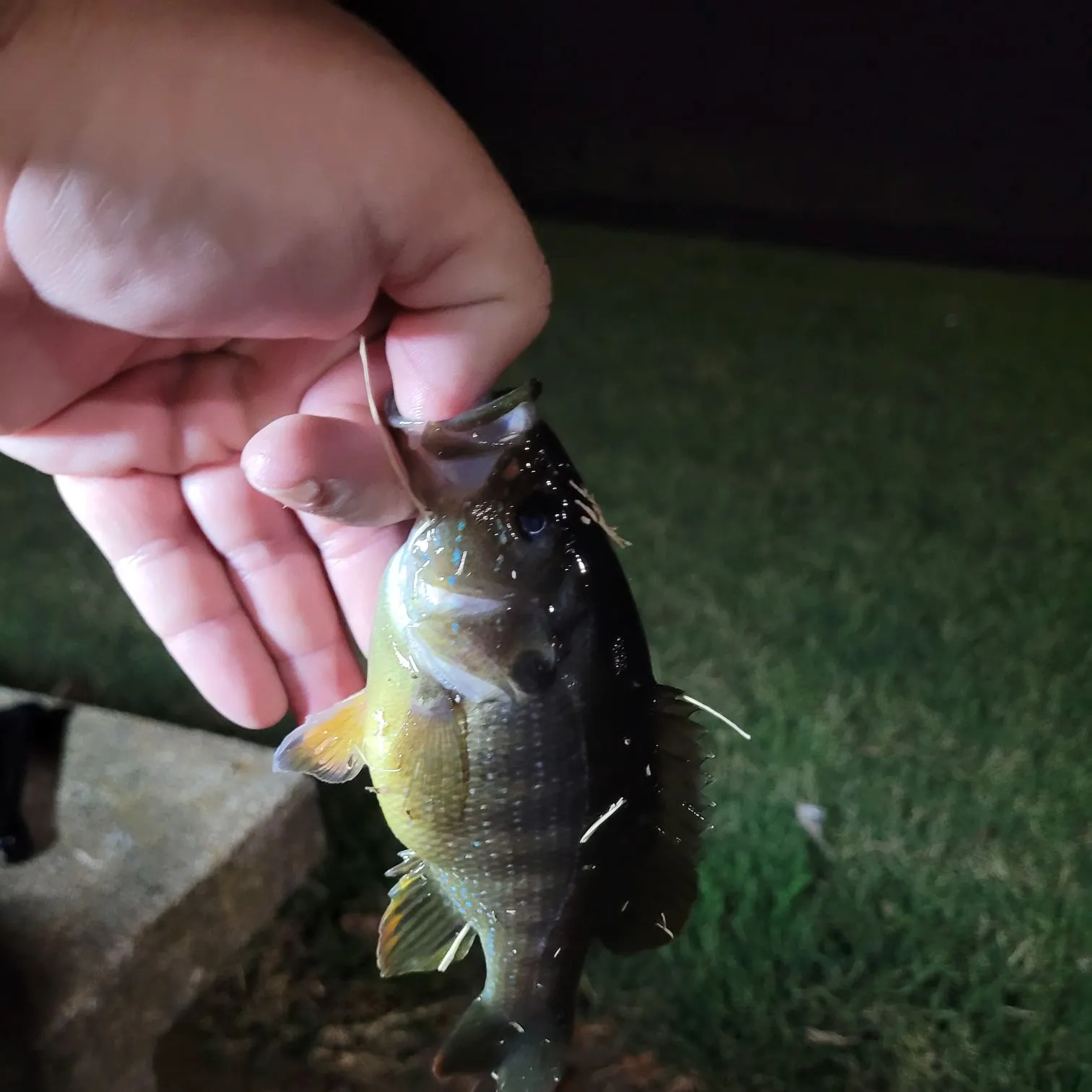 Green sunfish caught on Fishbrain