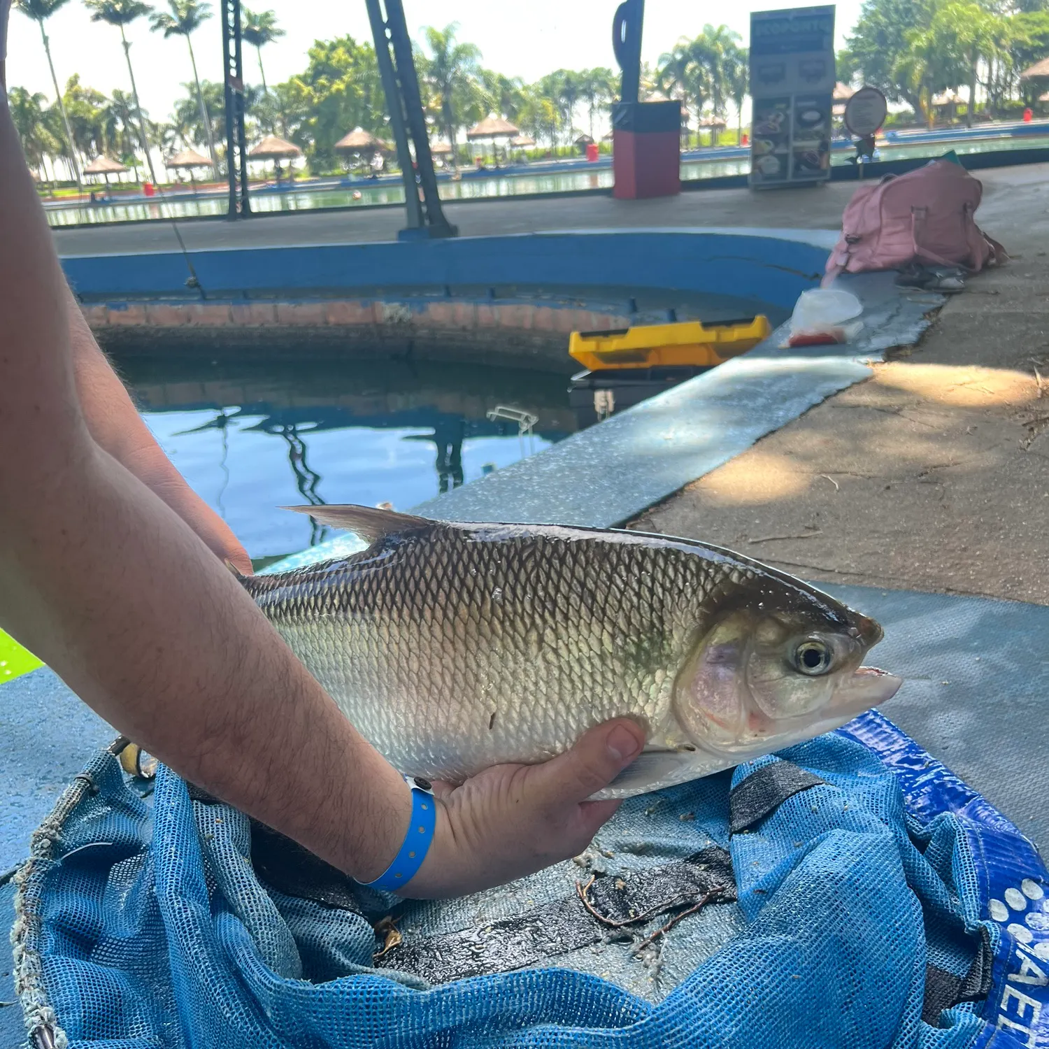 The most recent Black pacu catches on Fishbrain
