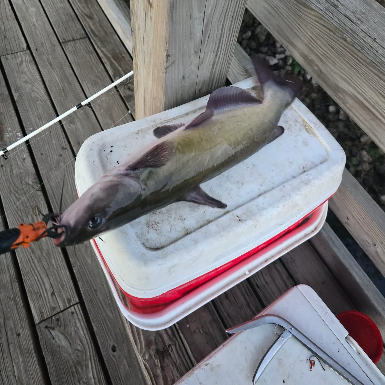 catch