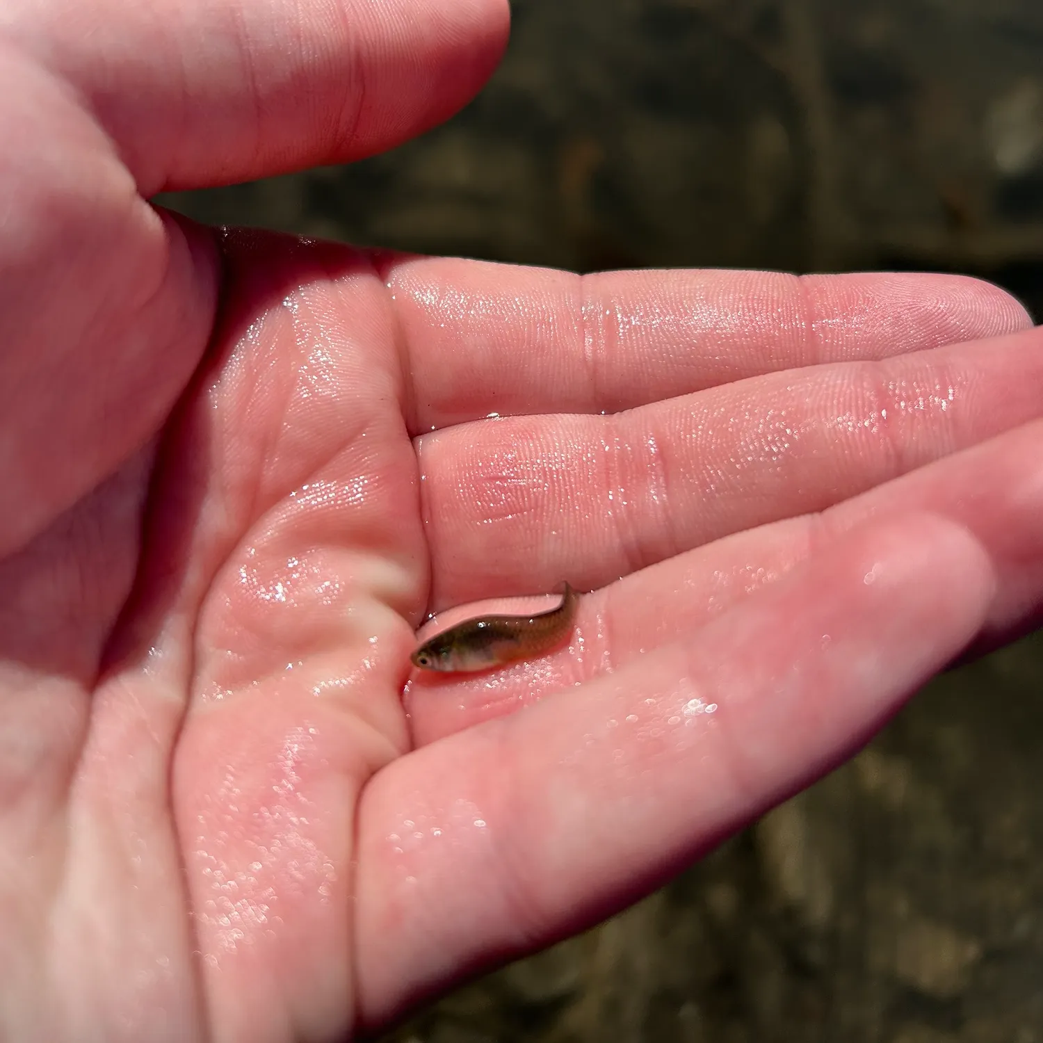 The most recent Eastern mosquitofish catches on Fishbrain