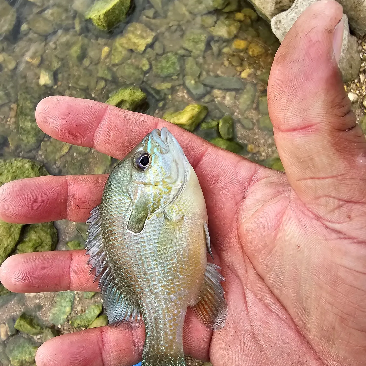 Longear sunfish caught on Fishbrain