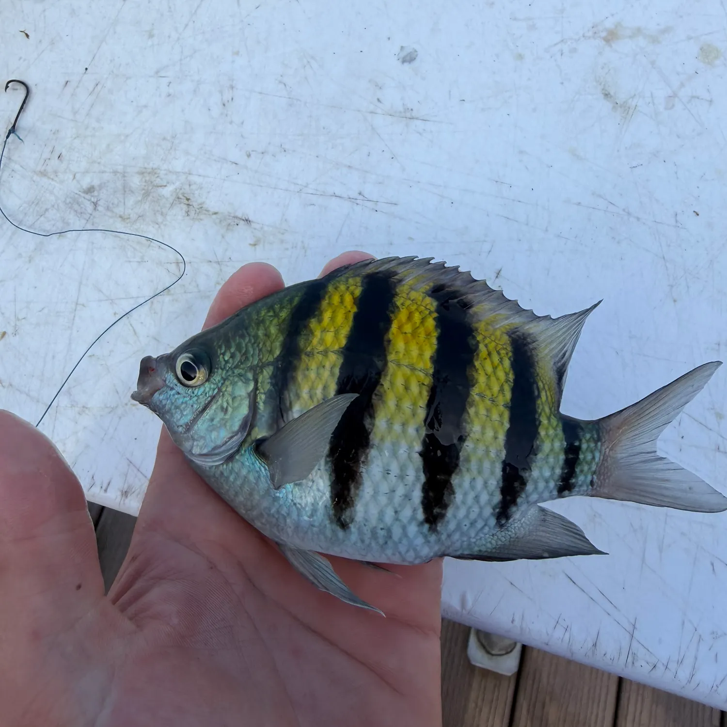 Sergeant-major caught on Fishbrain