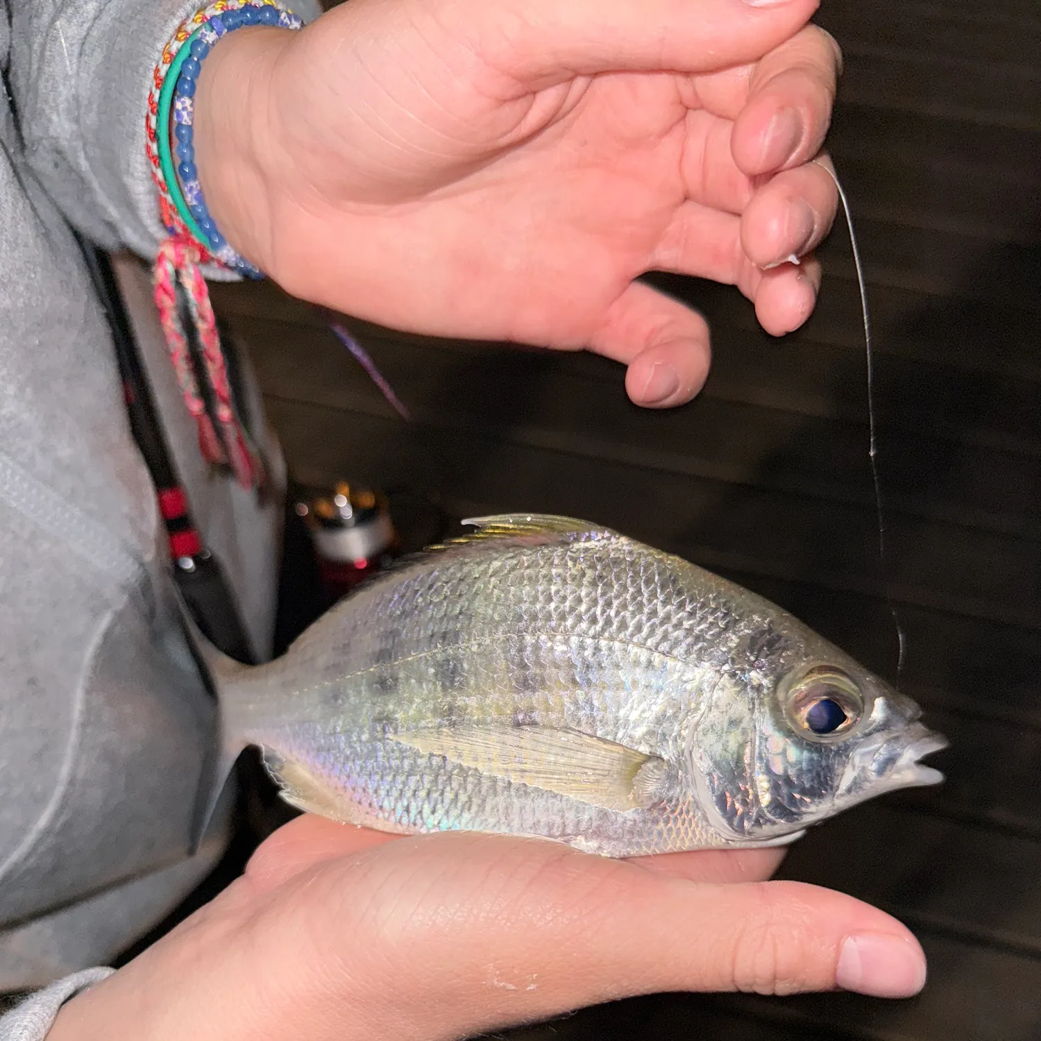 The most recent Yellowfin mojarra catches on Fishbrain