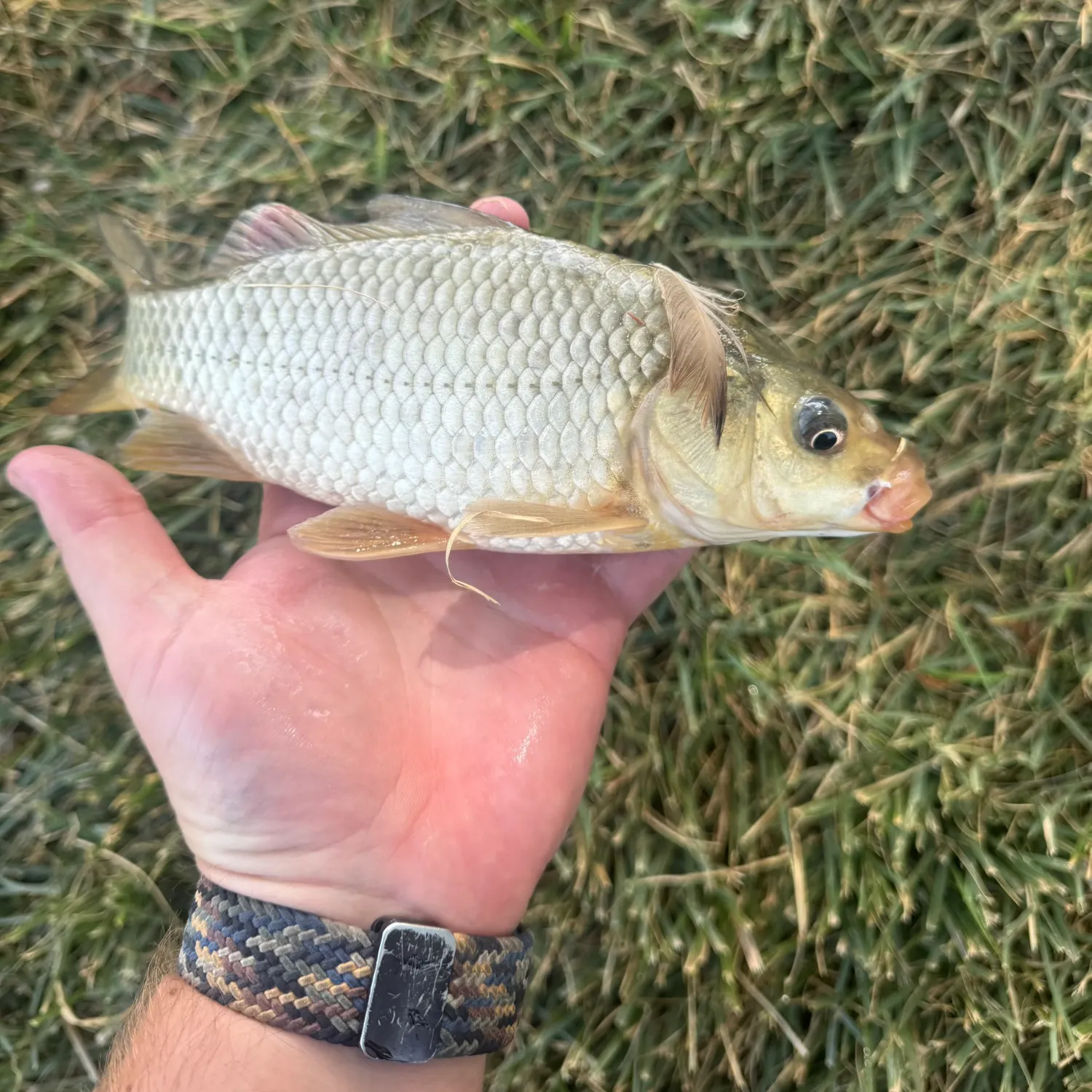 Common carp caught on Fishbrain