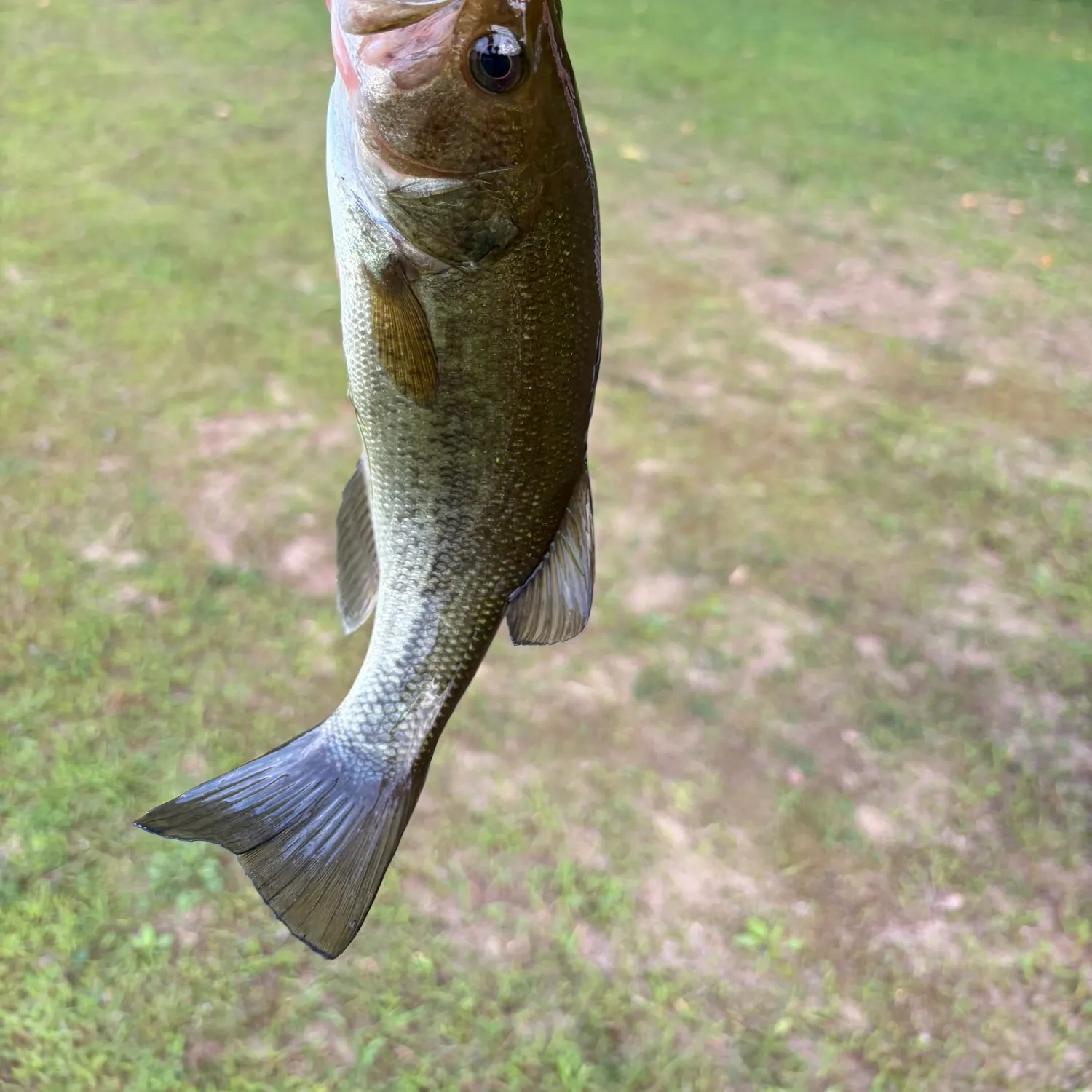 Smallmouth bass caught on Fishbrain