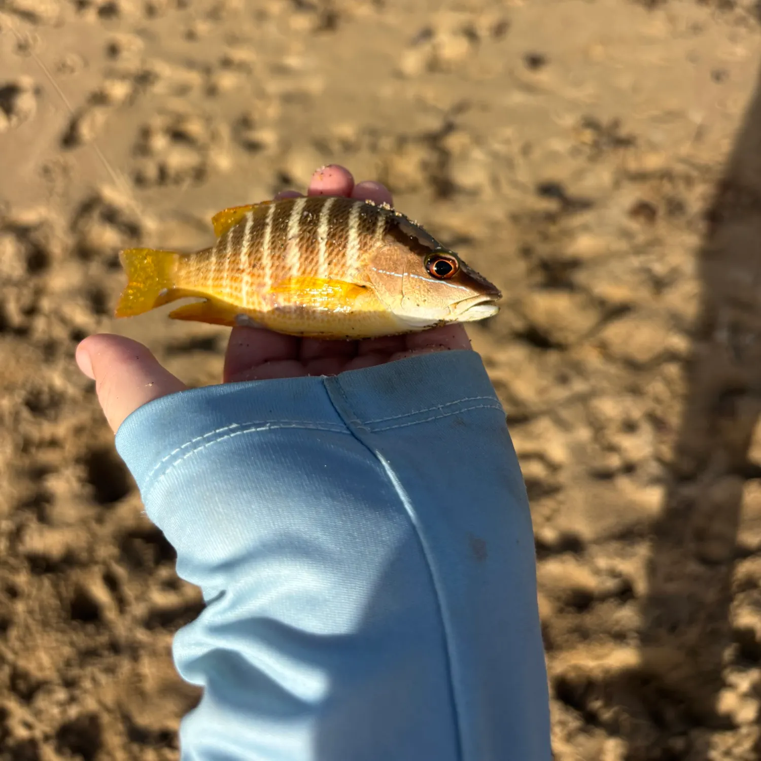 The most recent Schoolmaster snapper catches on Fishbrain