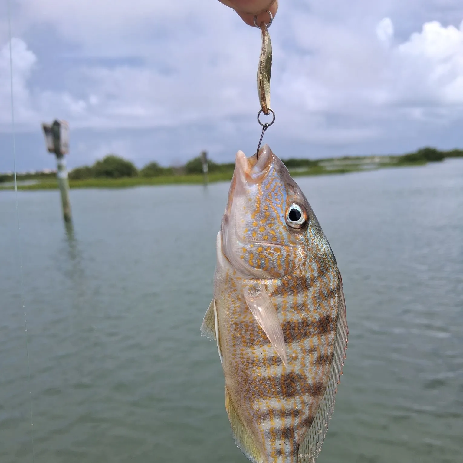 Mangrove snapper caught on Fishbrain