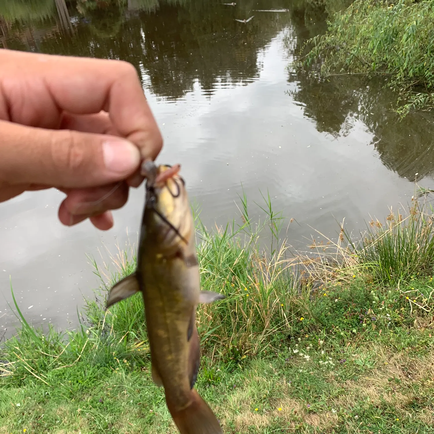 Black bullhead caught on Fishbrain