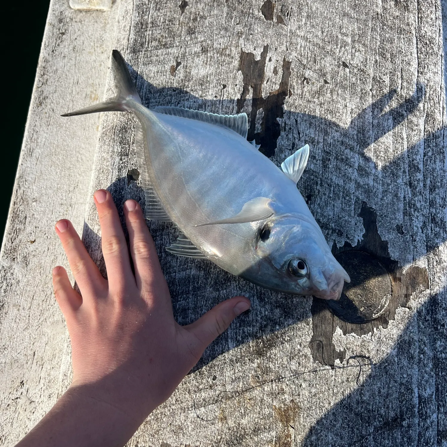 White trevally caught on Fishbrain