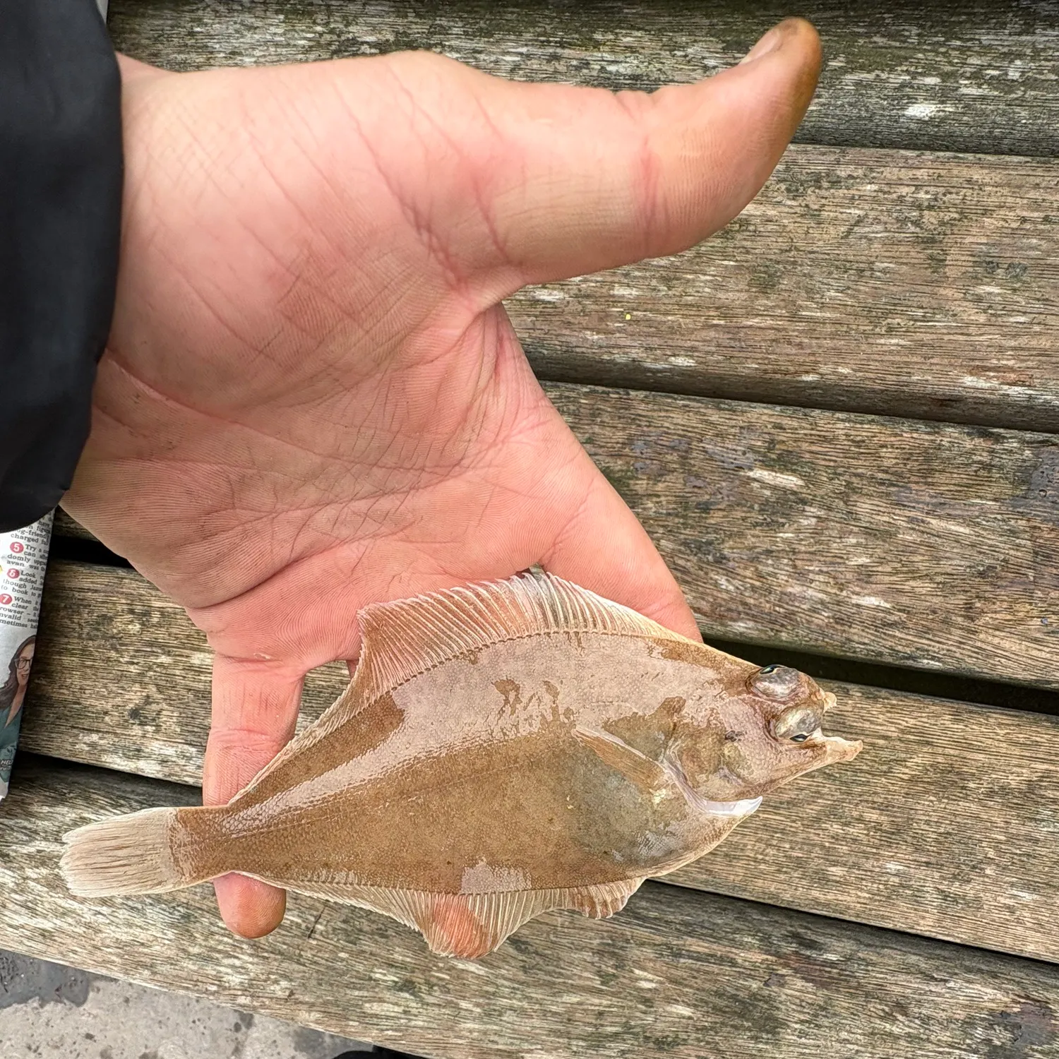 The most recent Common dab catches on Fishbrain