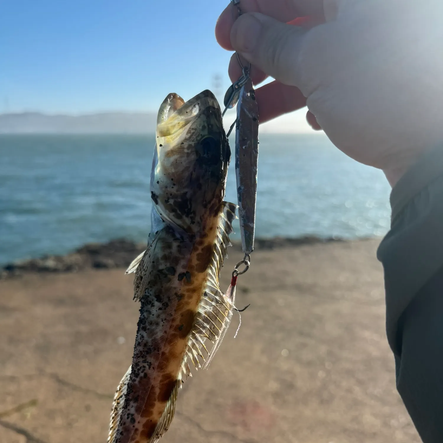 The most recent Lingcod catches on Fishbrain