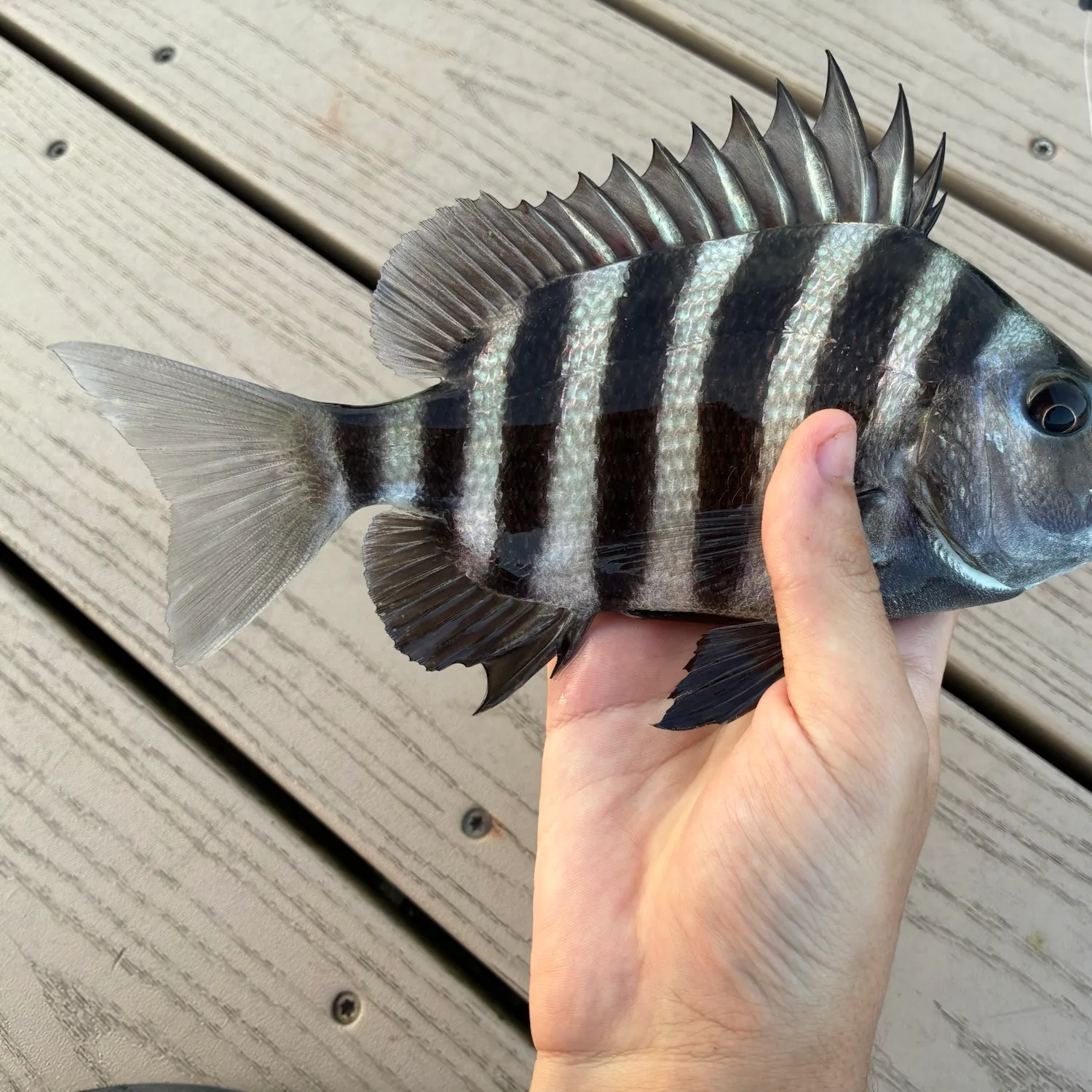 The most recent Sheepshead catches on Fishbrain