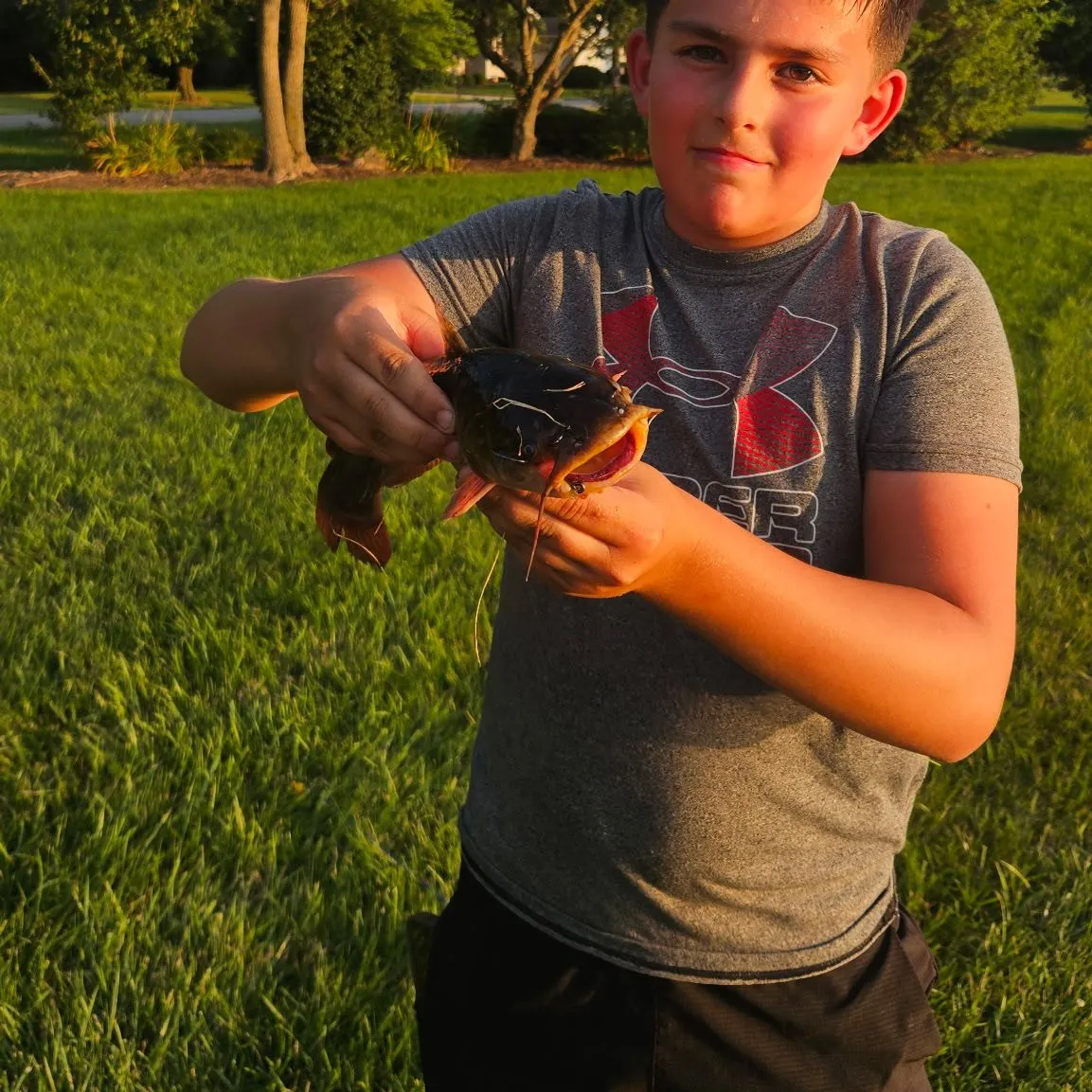 Black bullhead caught on Fishbrain