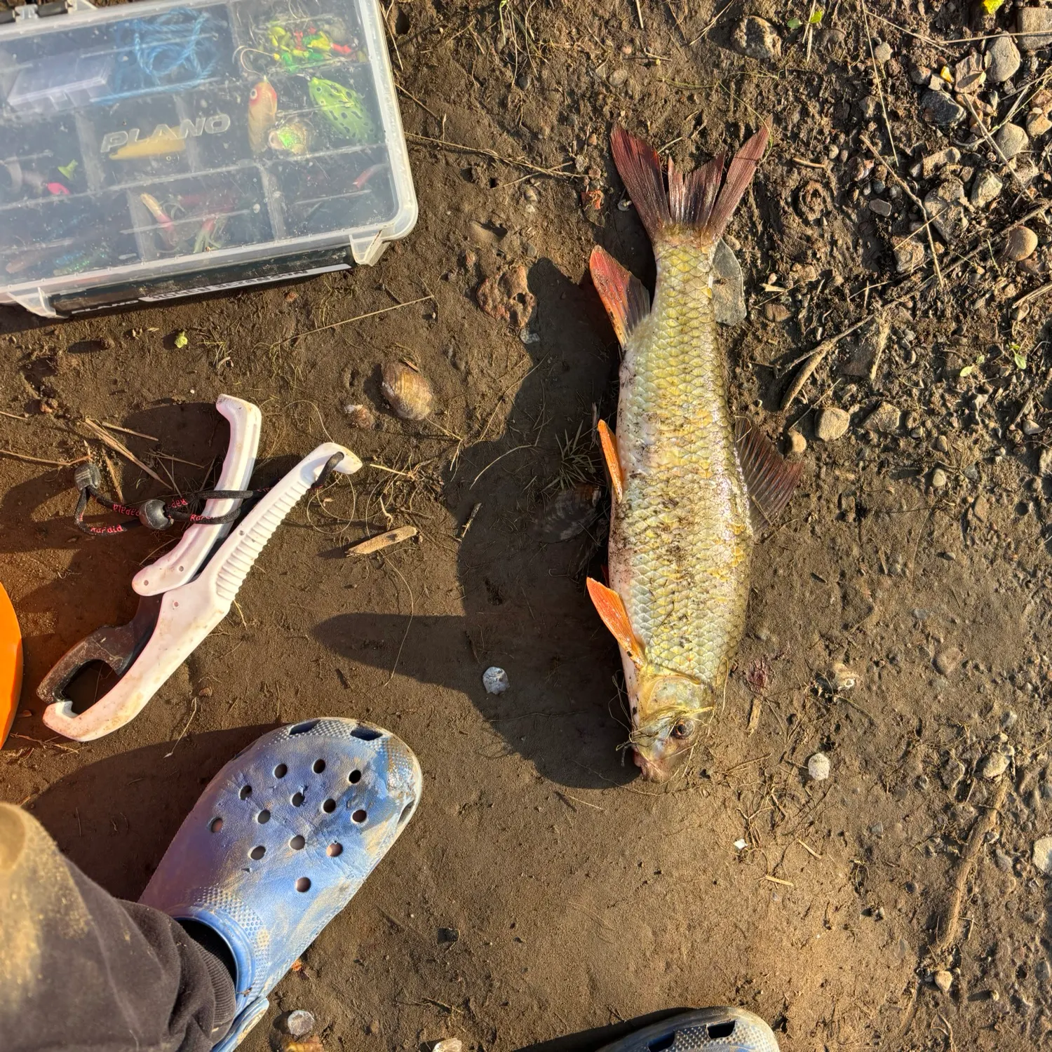 Shorthead redhorse caught on Fishbrain