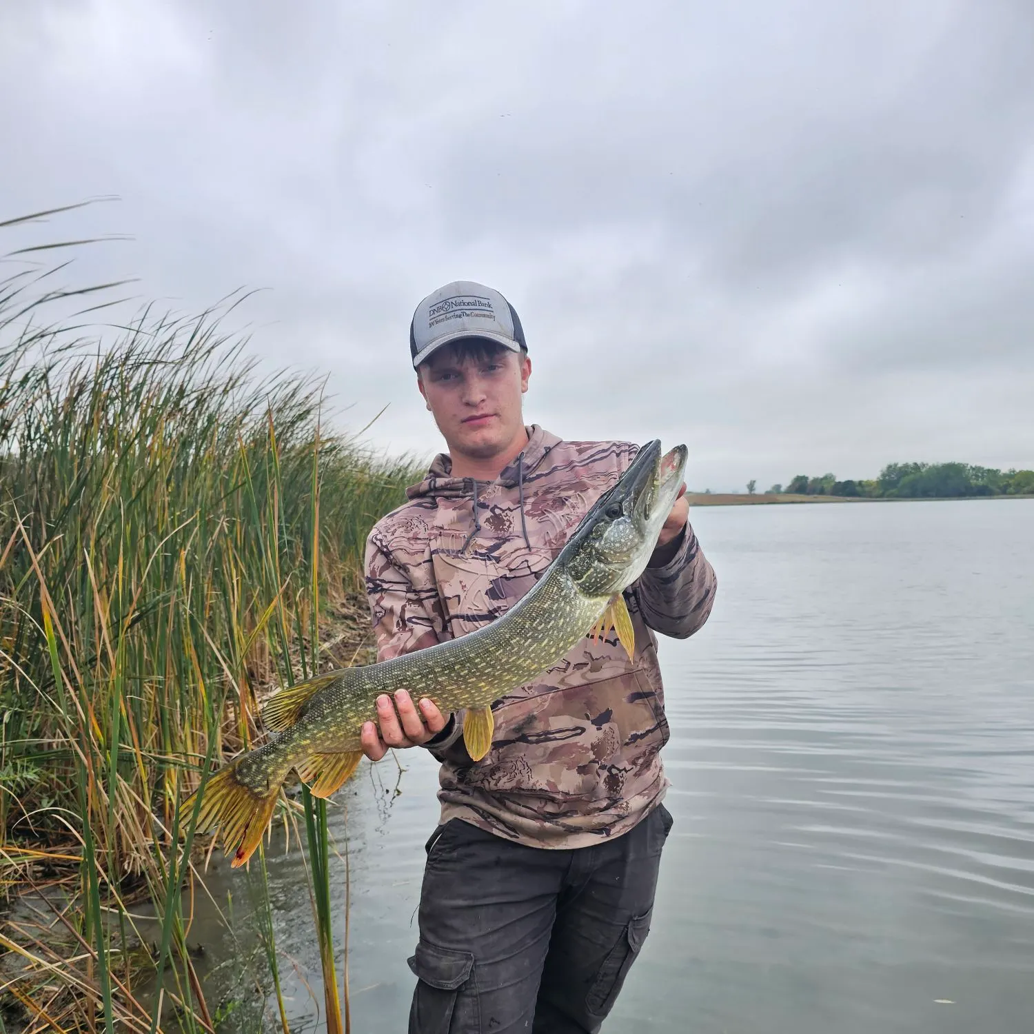 Northern pike caught on Fishbrain