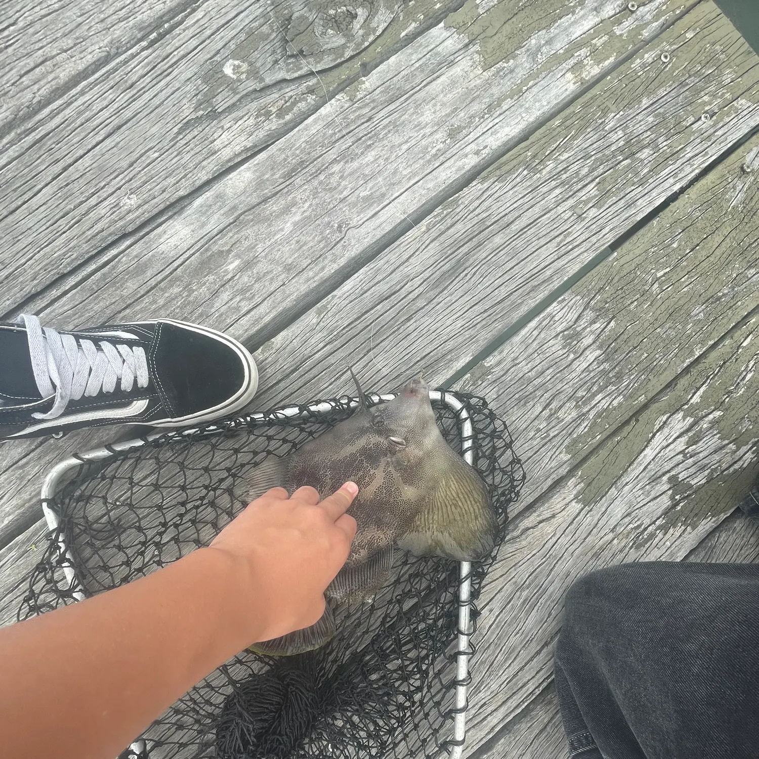 The most recent Fan-bellied leatherjacket catches on Fishbrain