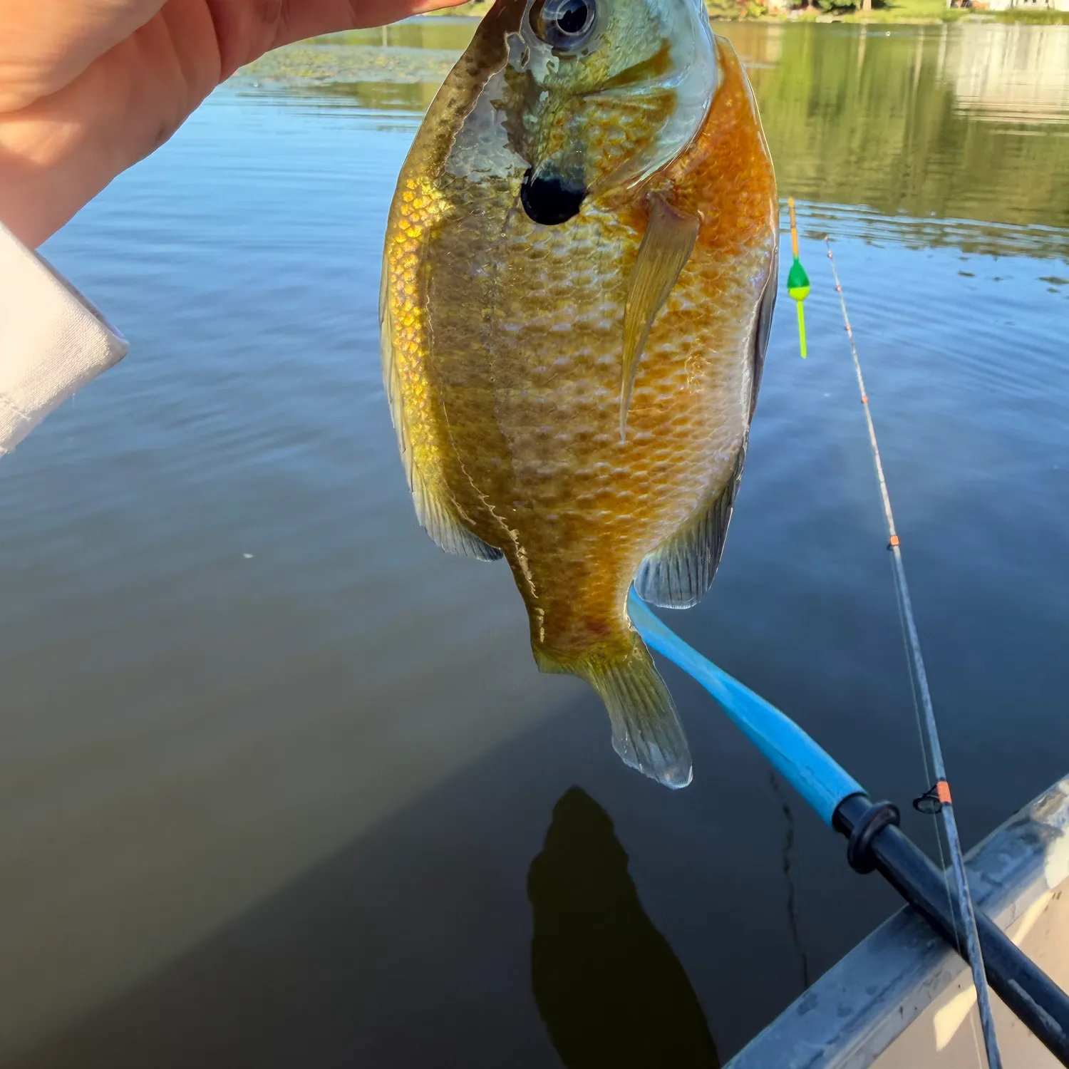 Bluegill caught on Fishbrain
