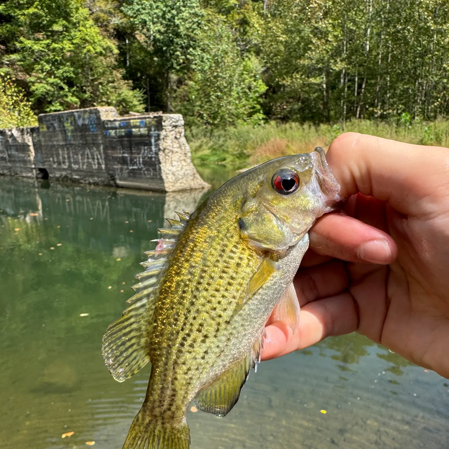 Rock bass caught on Fishbrain