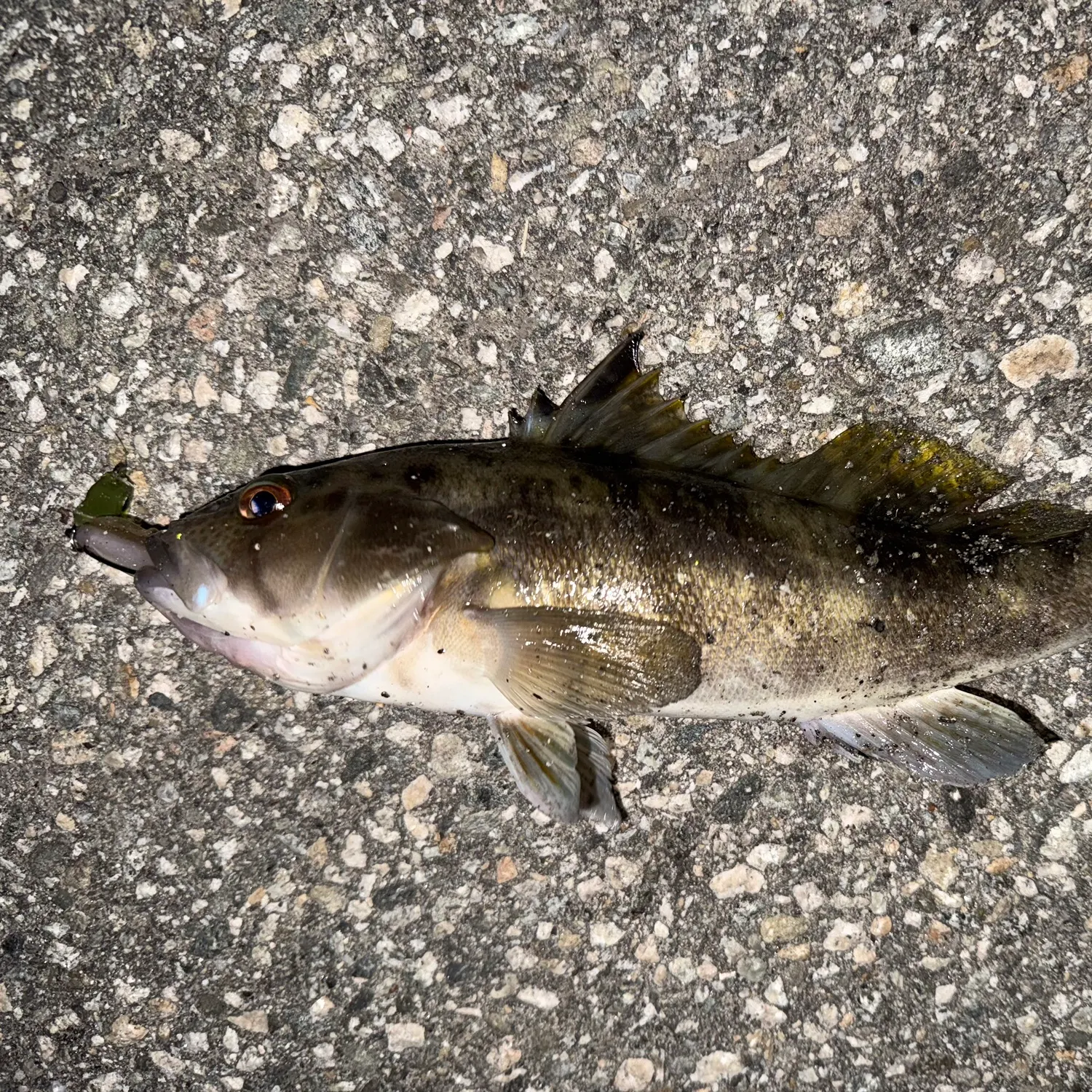 The most recent Barred sand bass catches on Fishbrain