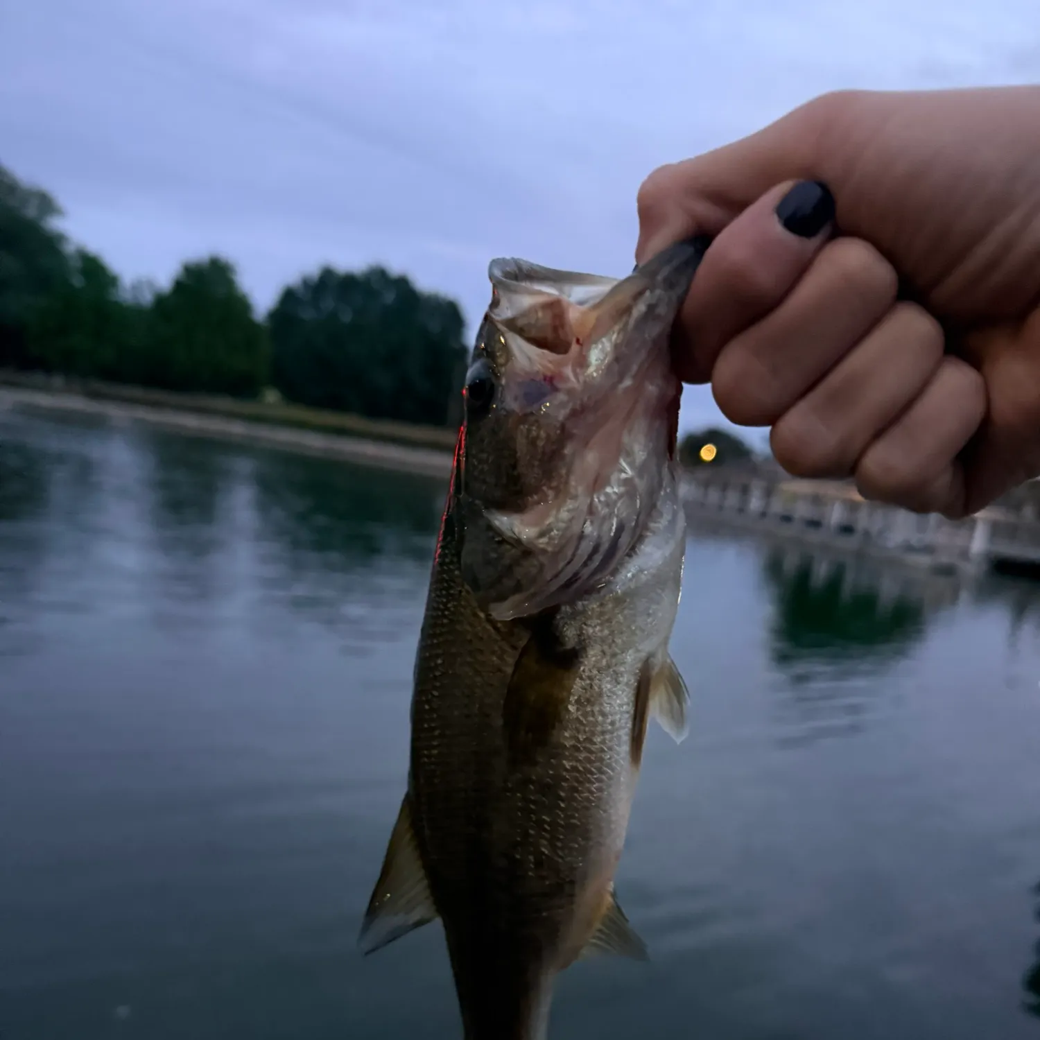 Largemouth bass caught on Fishbrain