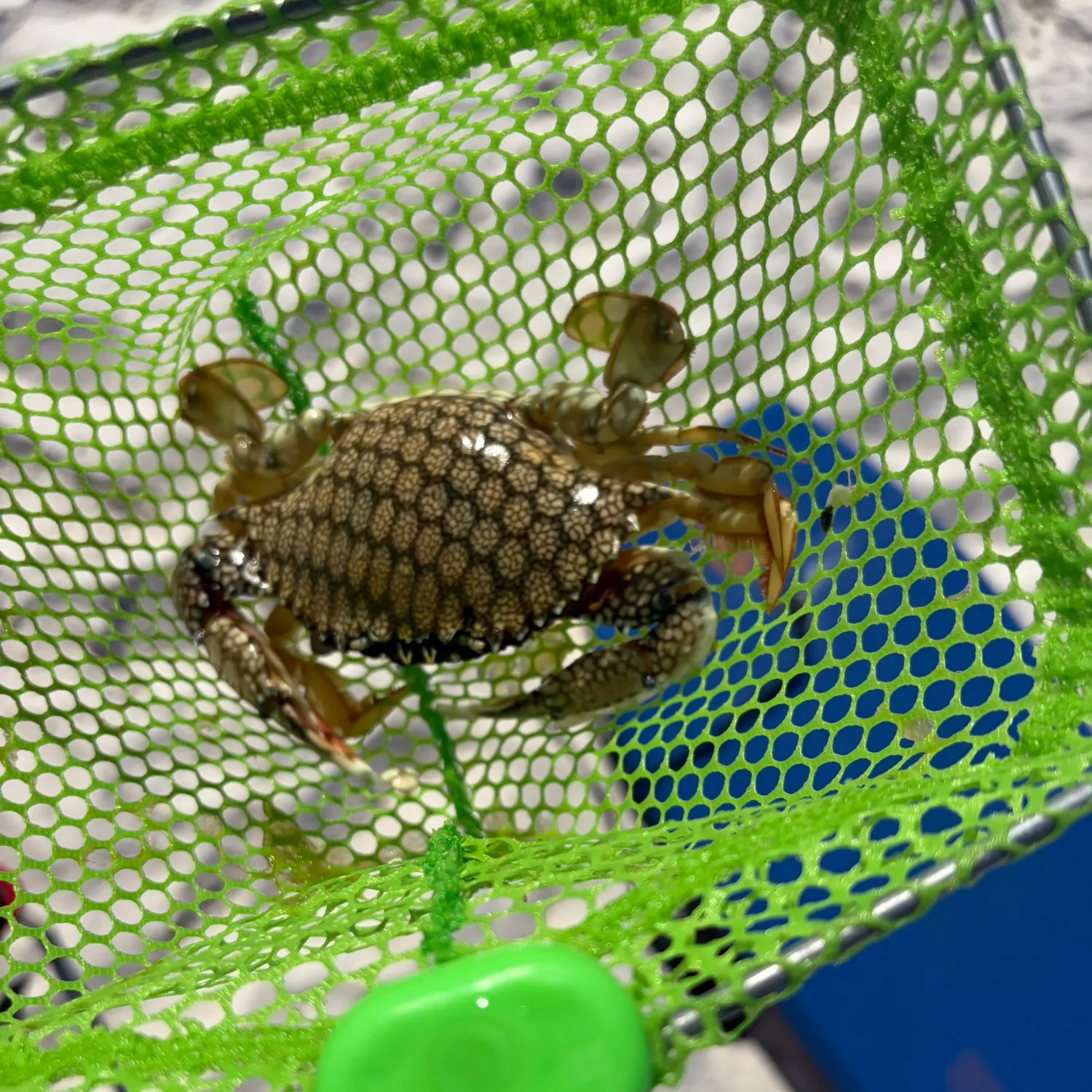 The most recent Blue crab catches on Fishbrain