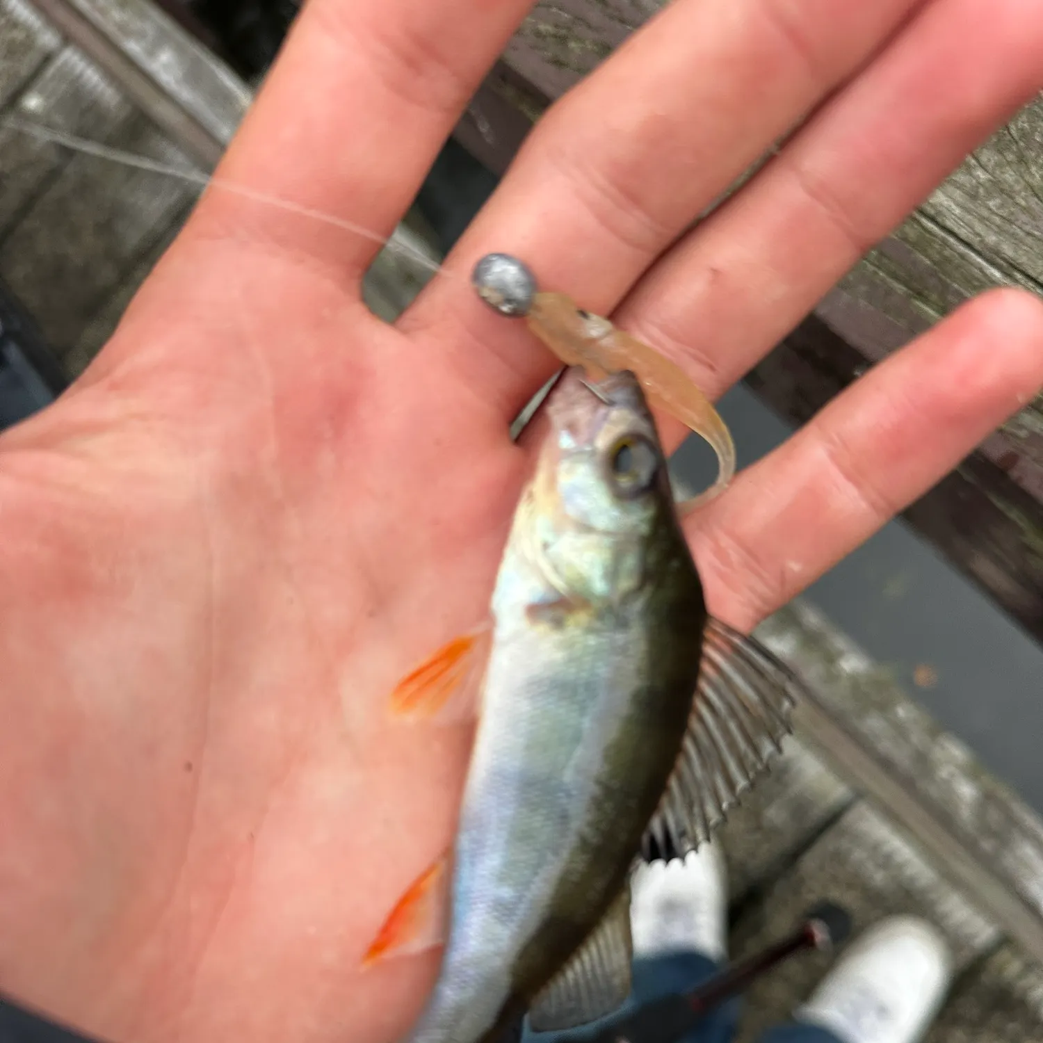 European perch caught on Fishbrain