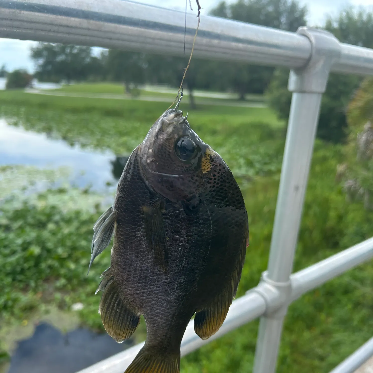 The most recent Coppernose bluegill catches on Fishbrain