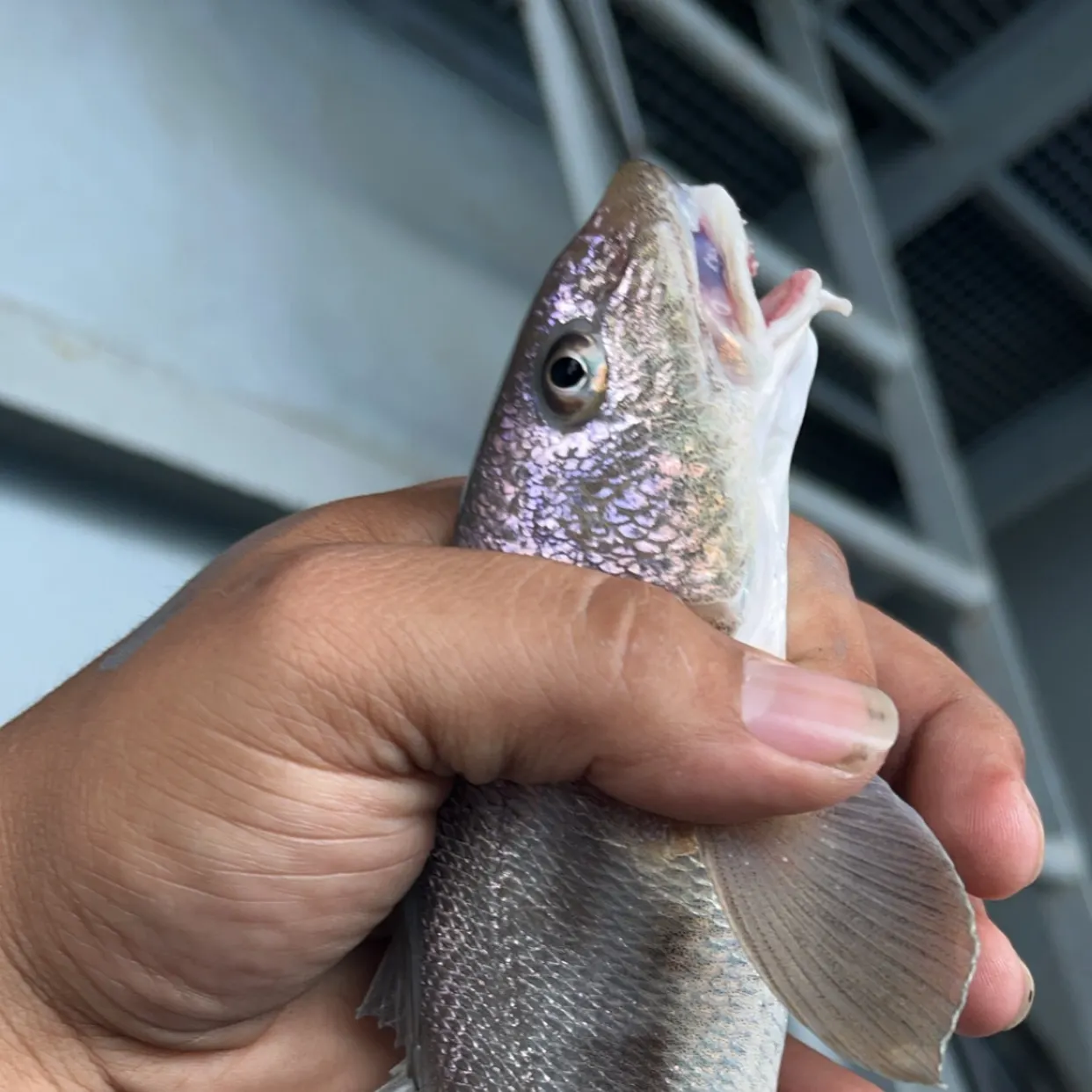 The most recent Pacific whiting catches on Fishbrain