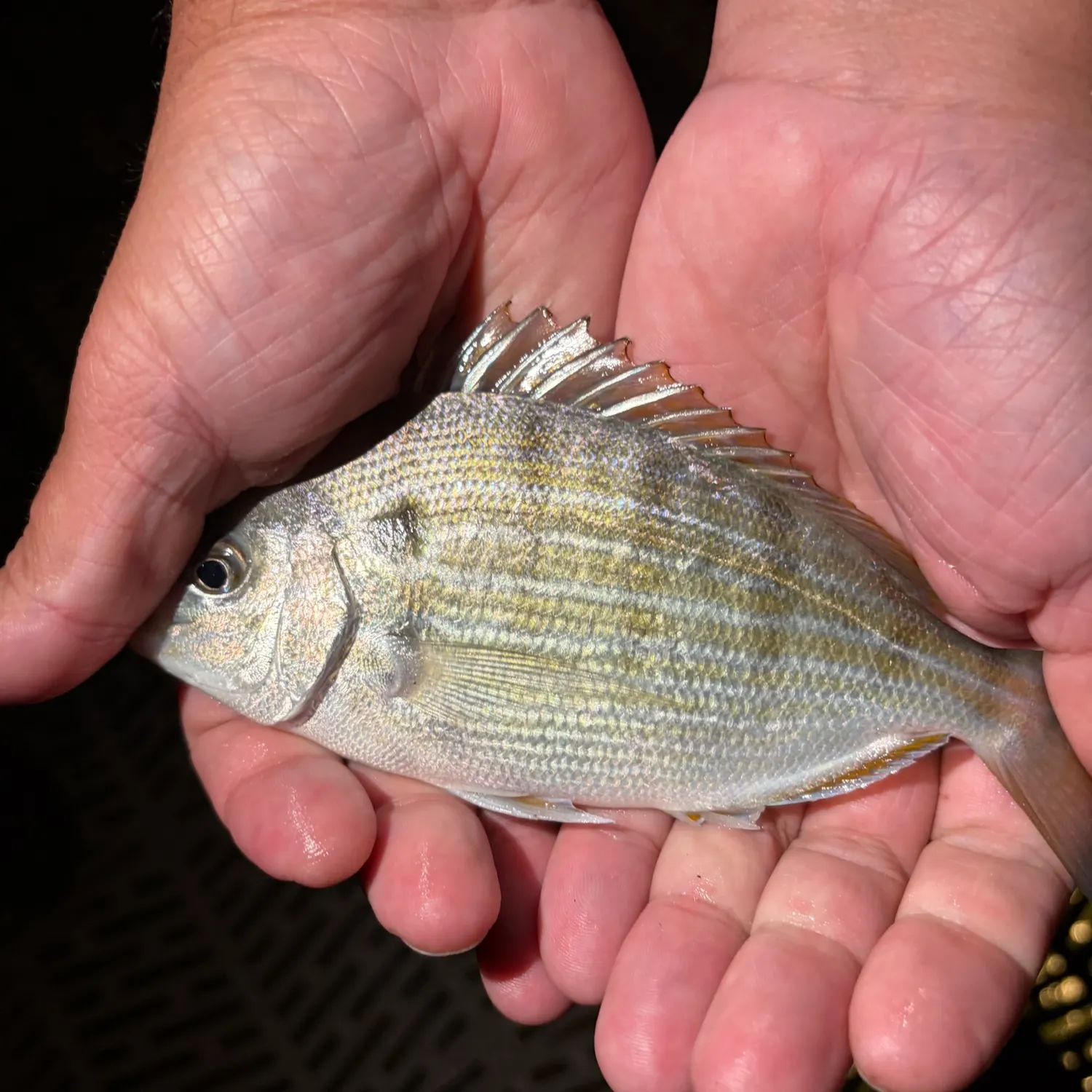 Pinfish caught on Fishbrain