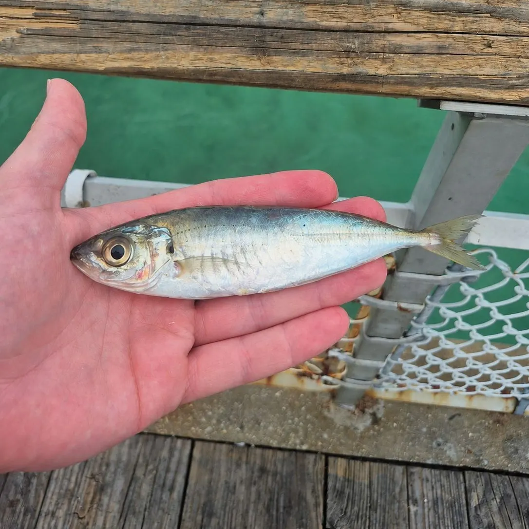 The most recent Round Scad catches on Fishbrain