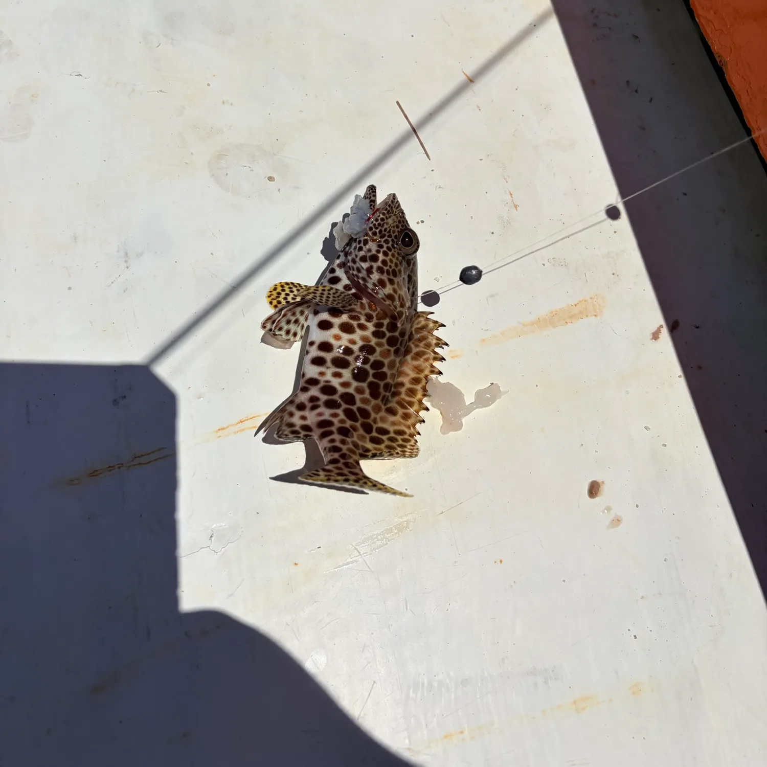 The most recent Honeycomb grouper catches on Fishbrain