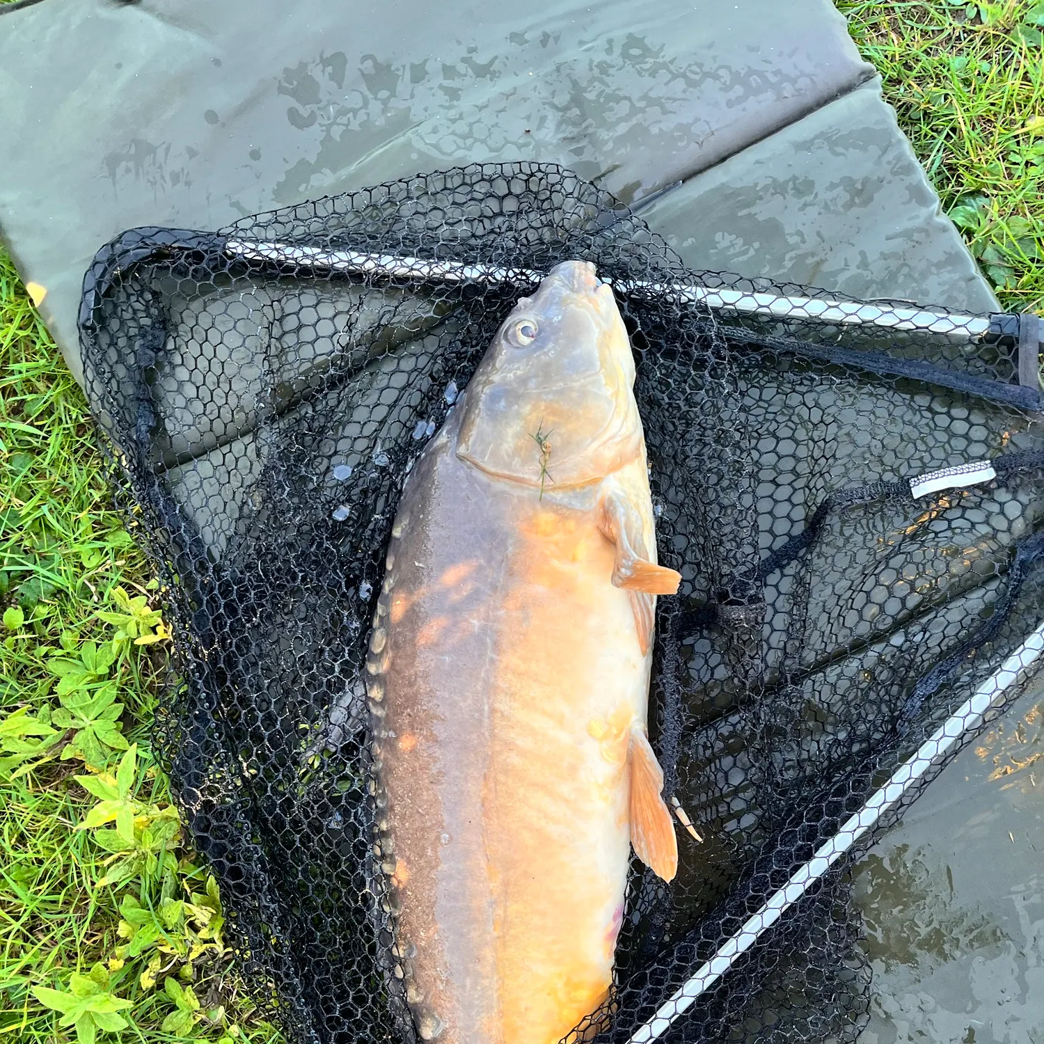 Mirror carp caught on Fishbrain