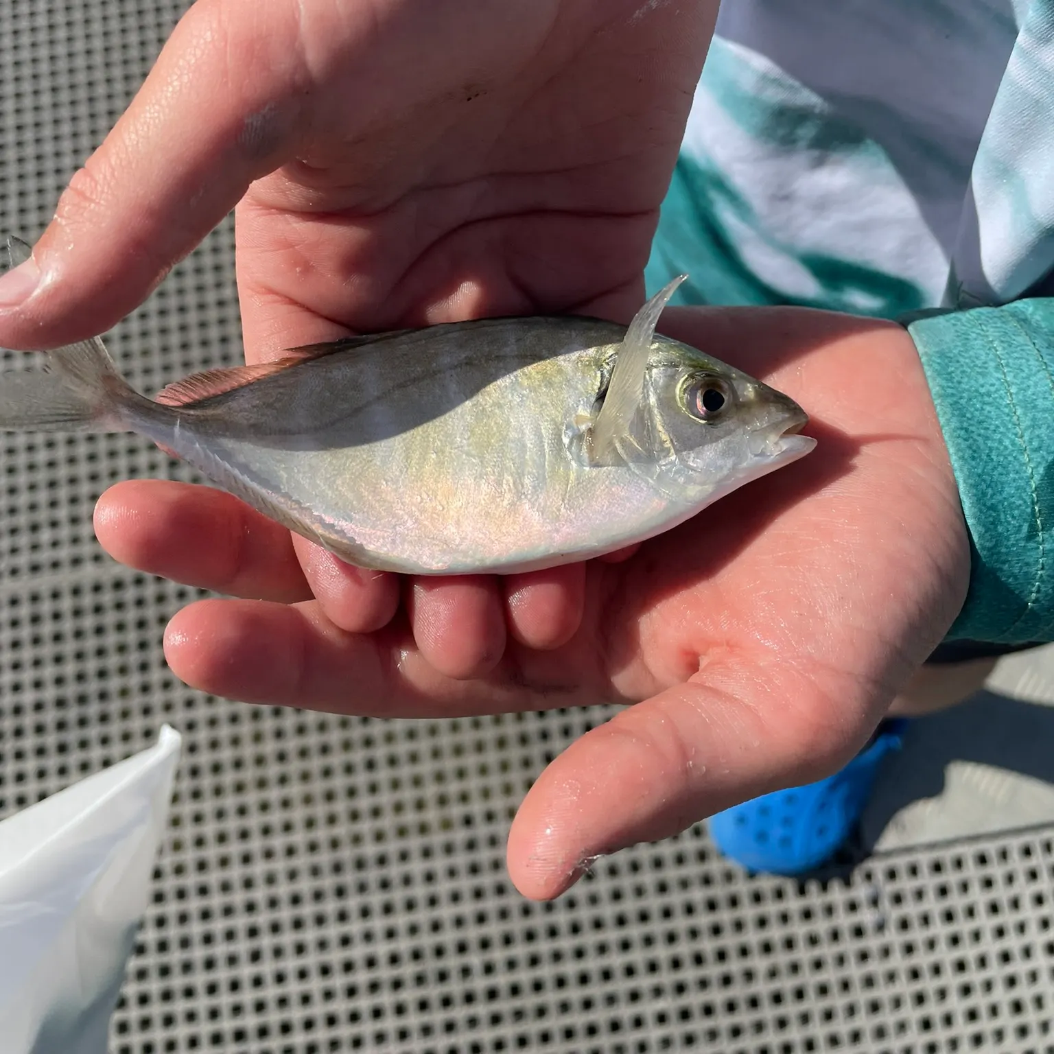 The most recent White trevally catches on Fishbrain