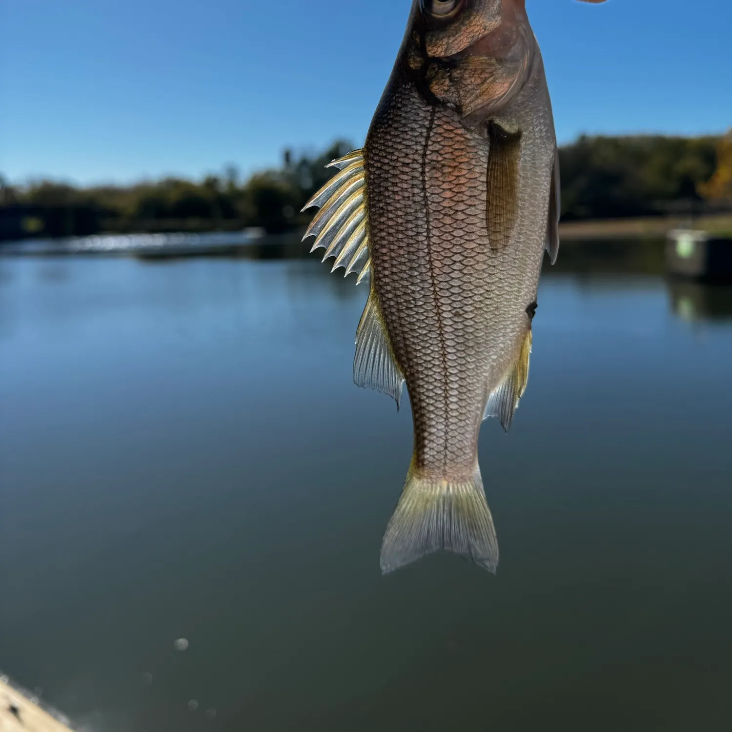 White perch caught on Fishbrain