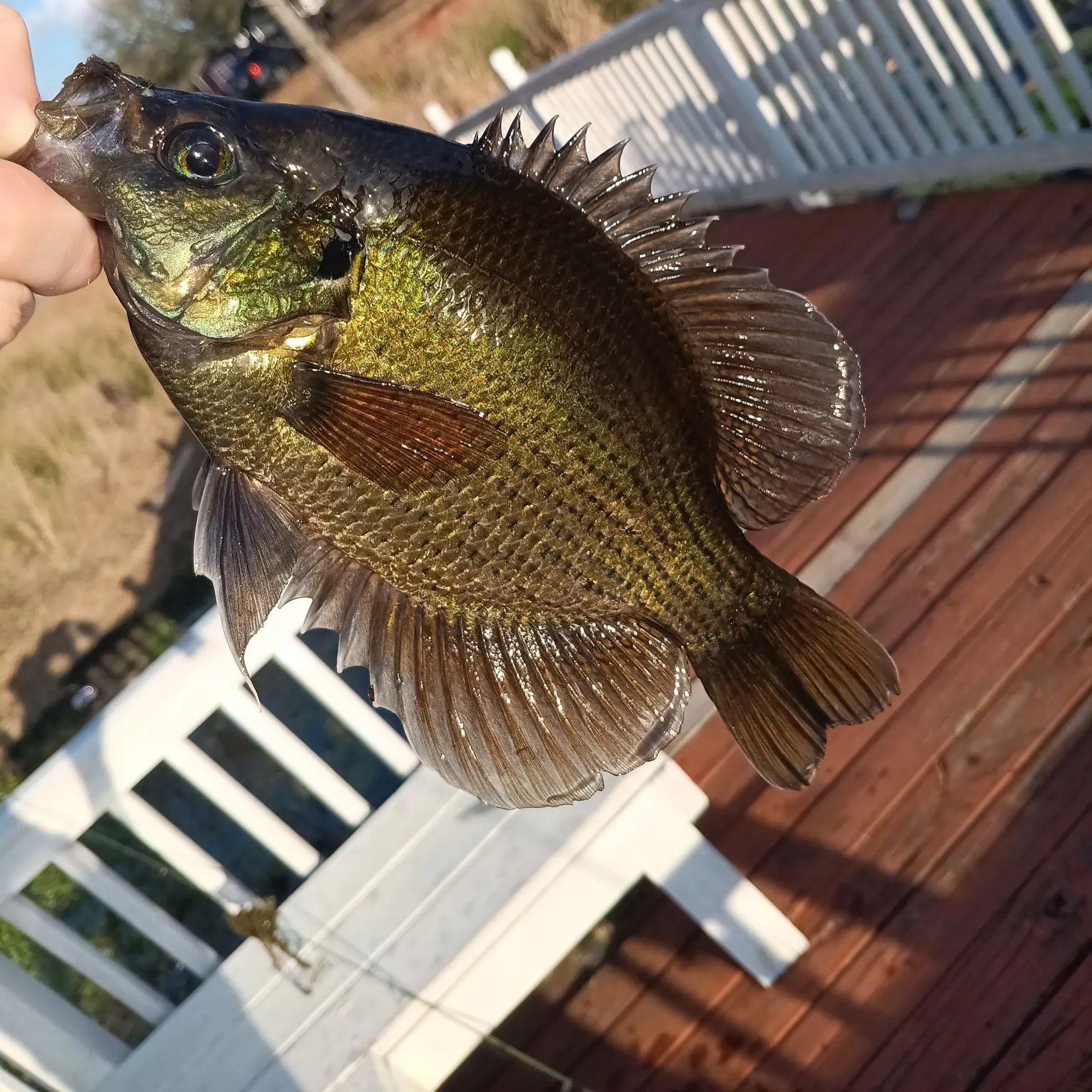 The most recent Flier catches on Fishbrain