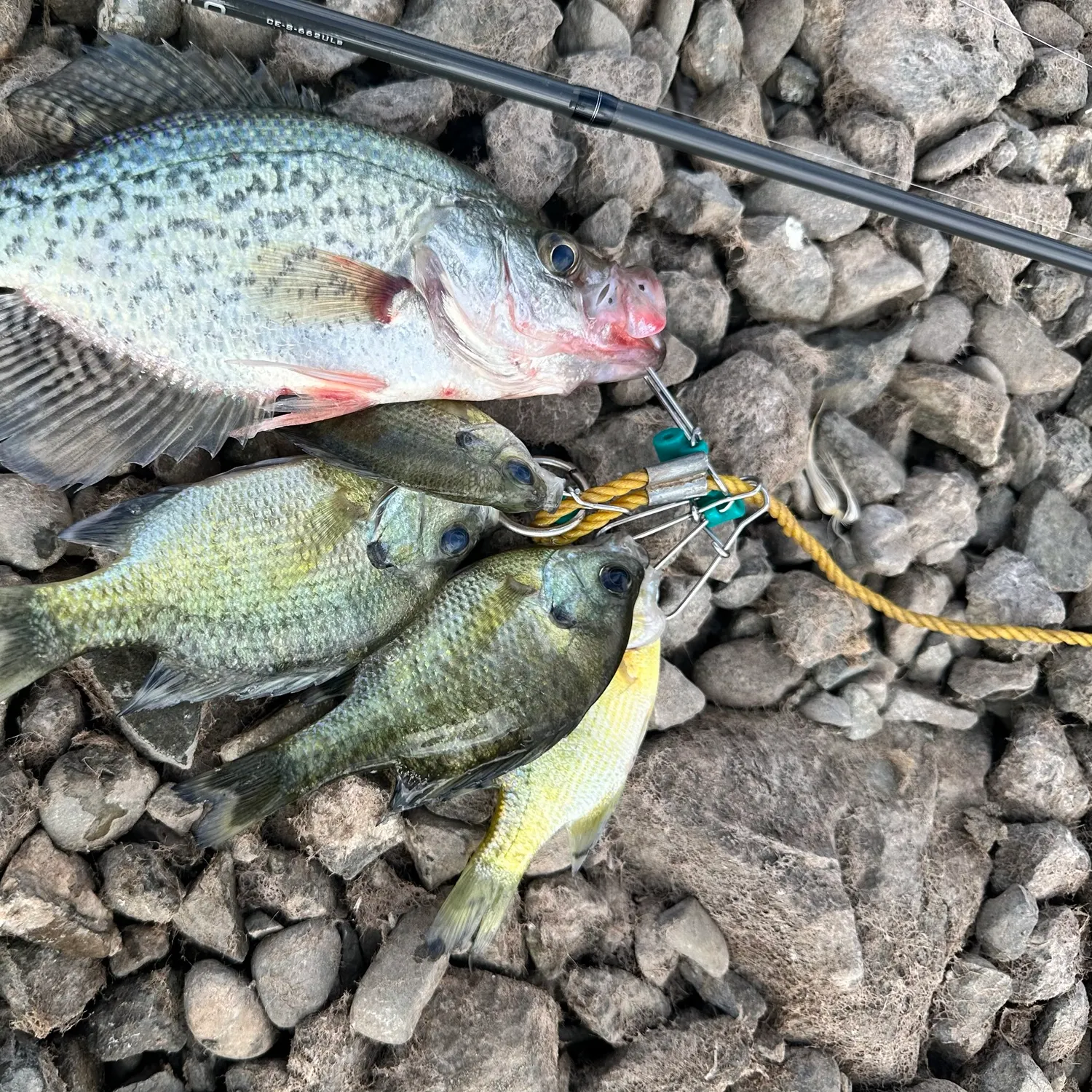 White crappie caught on Fishbrain