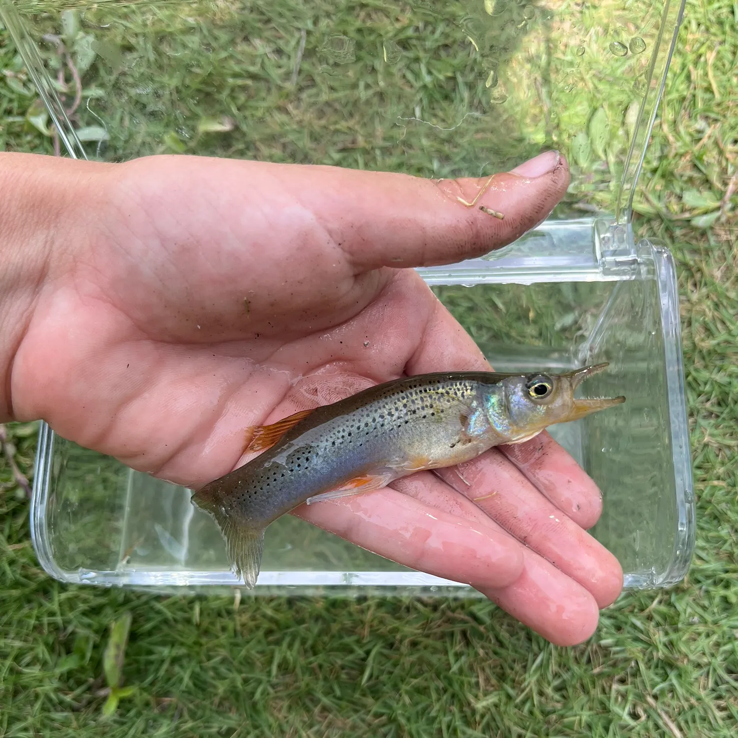 The most recent Pike killifish catches on Fishbrain