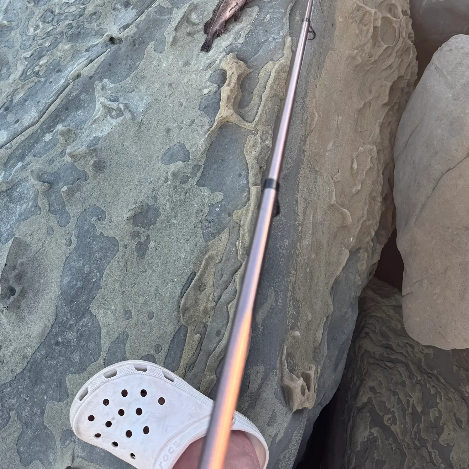 Brown rockfish caught on Fishbrain