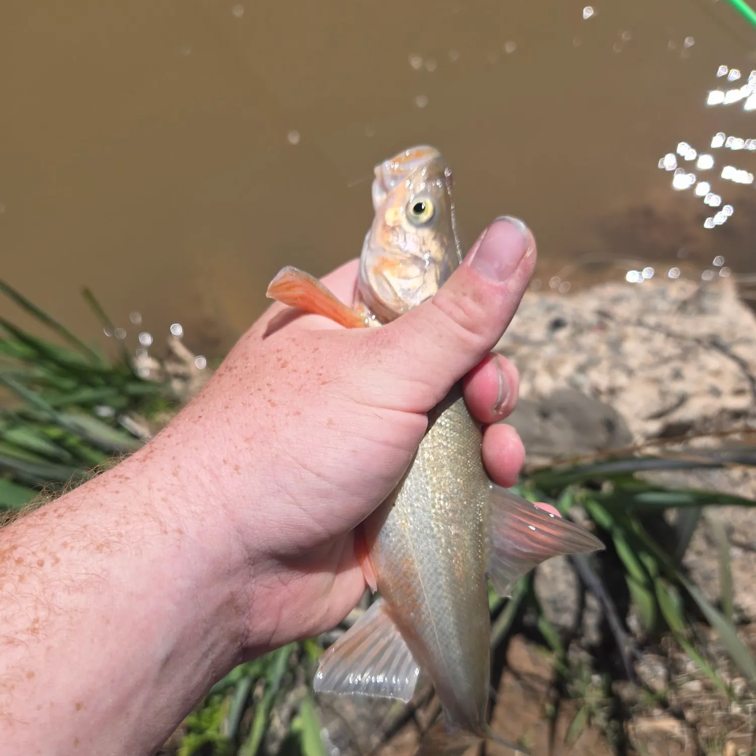 most liked catch image