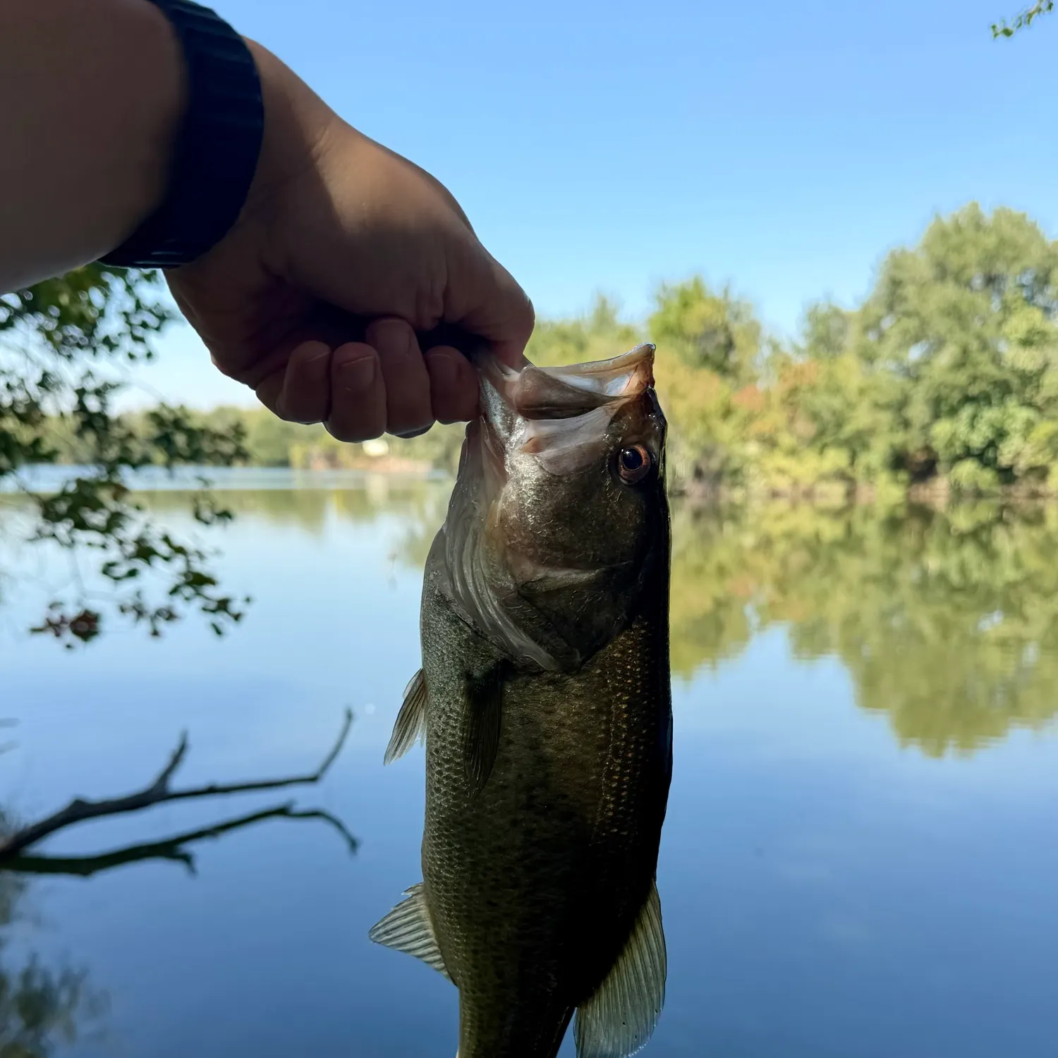 Largemouth bass caught on Fishbrain