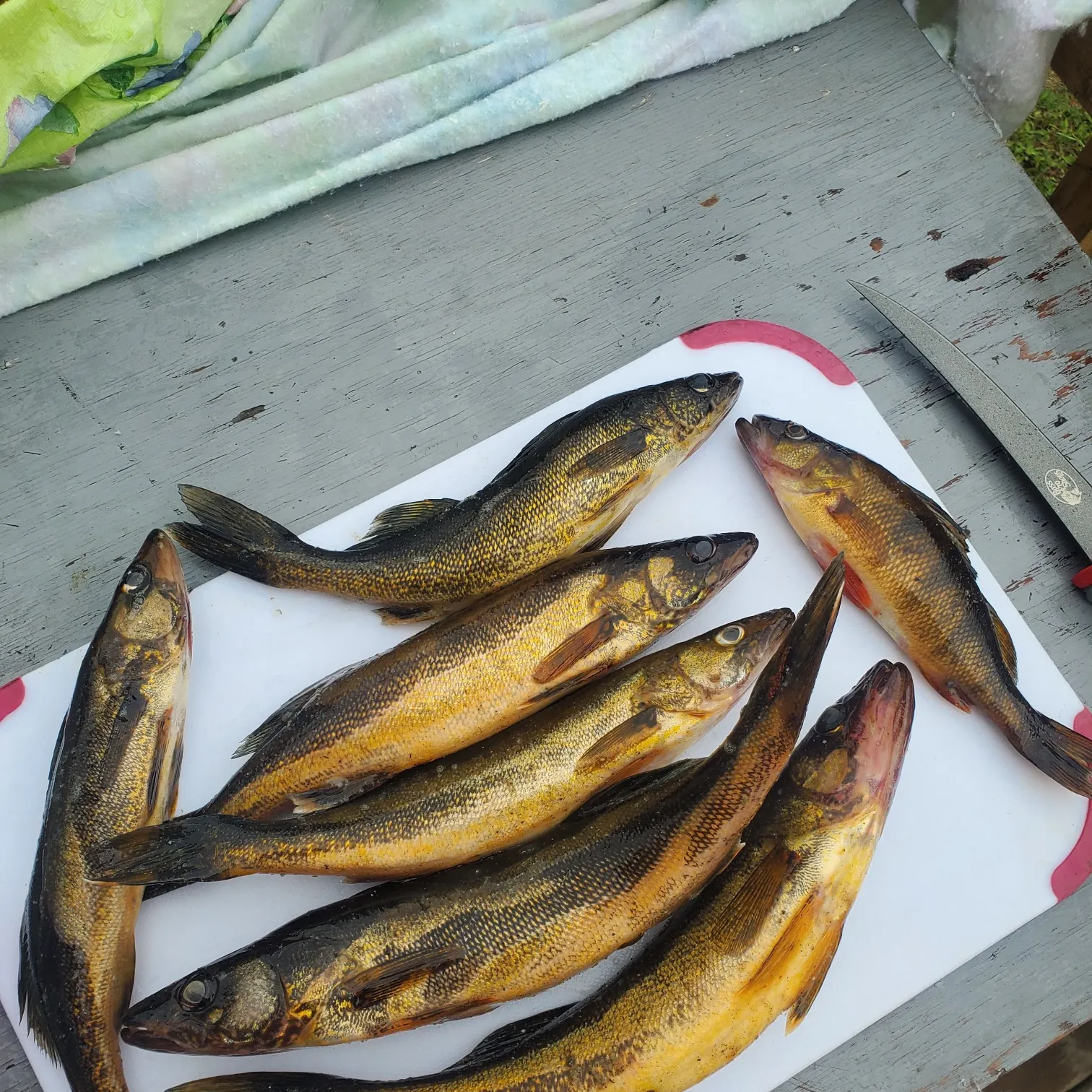 recently logged catches