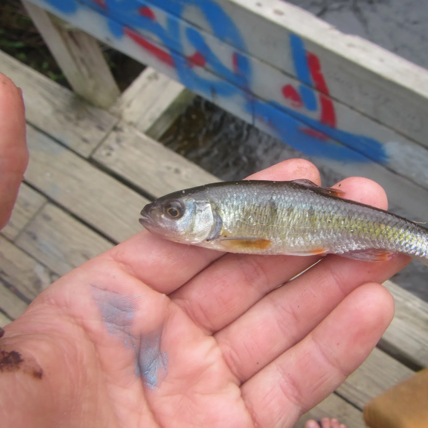 Common shiner caught on Fishbrain
